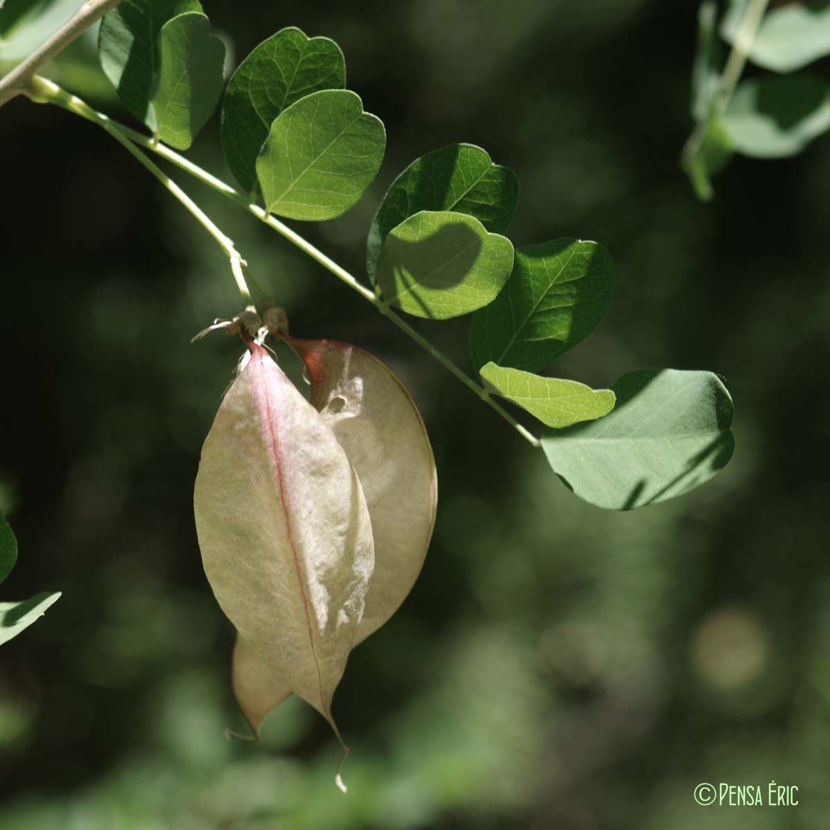 Baguenaudier - Colutea arborescens