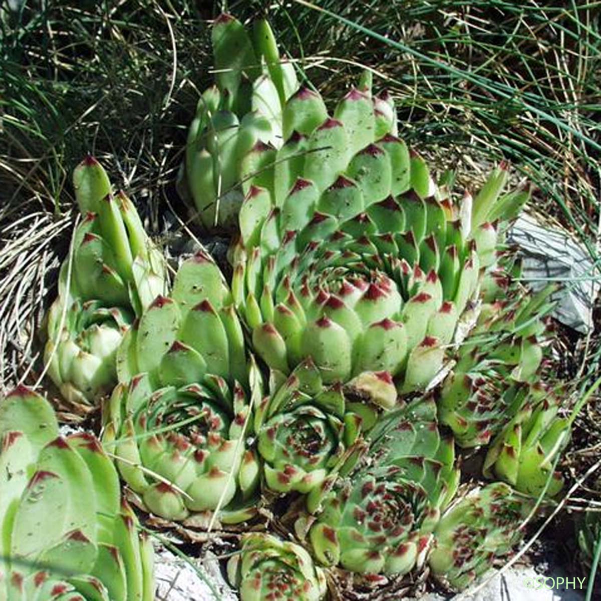 Balisier - Sempervivum calcareum