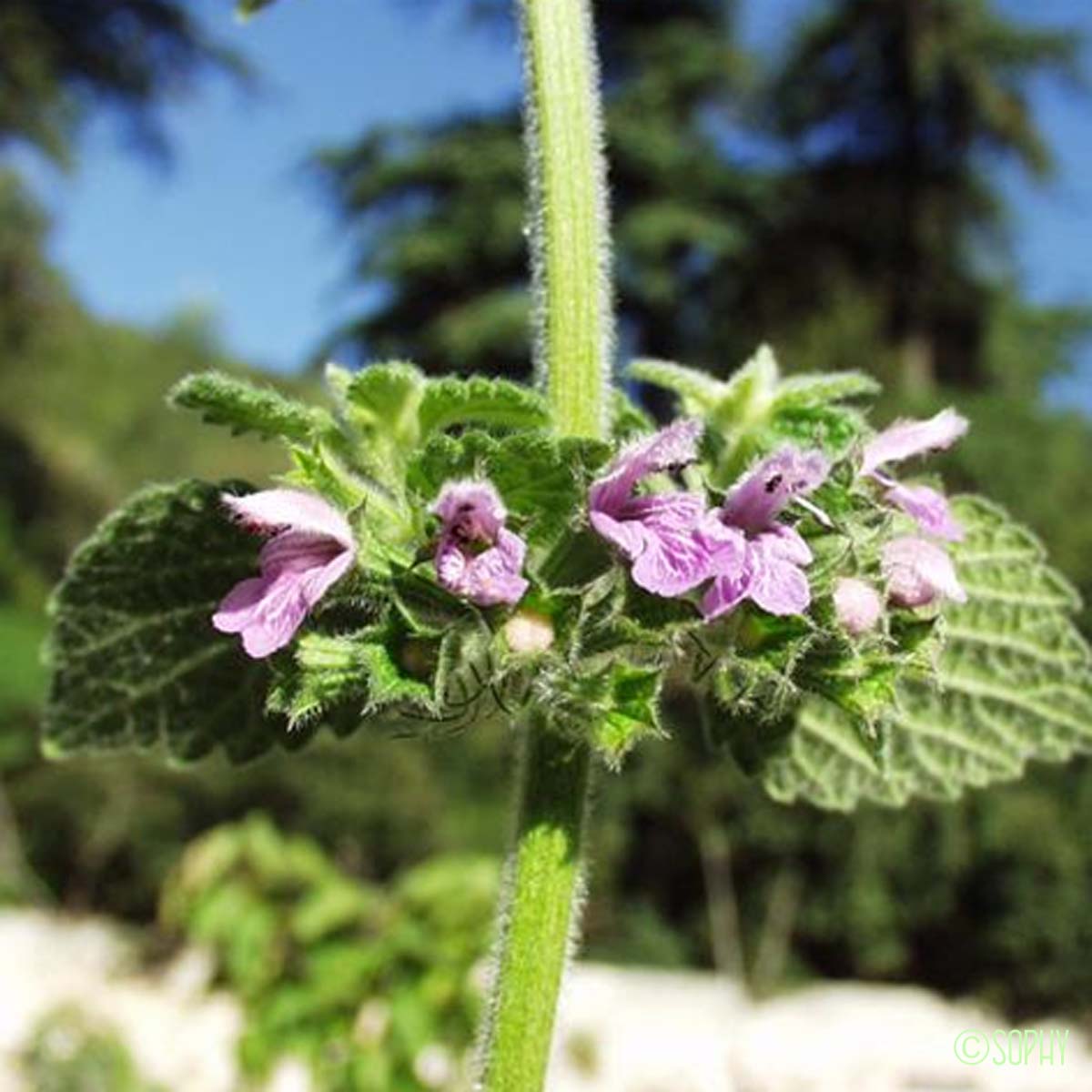 Ballote du Midi - Ballota nigra subsp. foetida