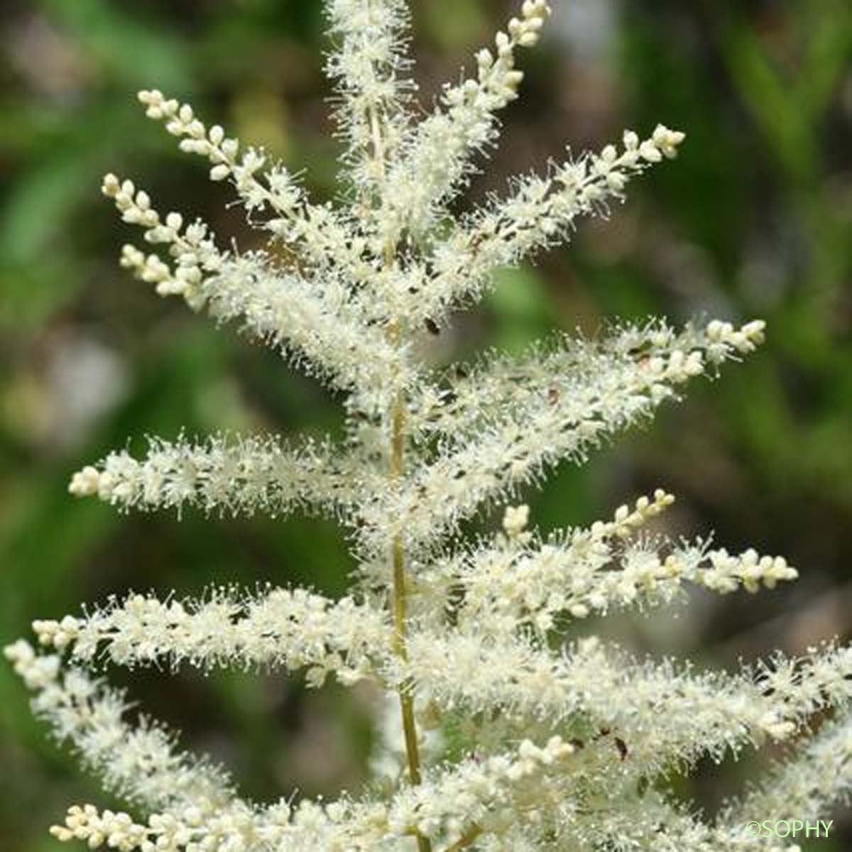 Barbe-de-bouc - Aruncus dioicus