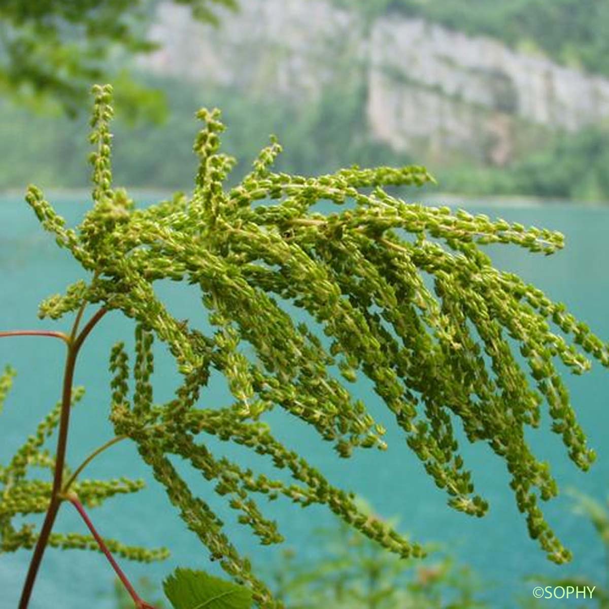 Barbe-de-bouc - Aruncus dioicus