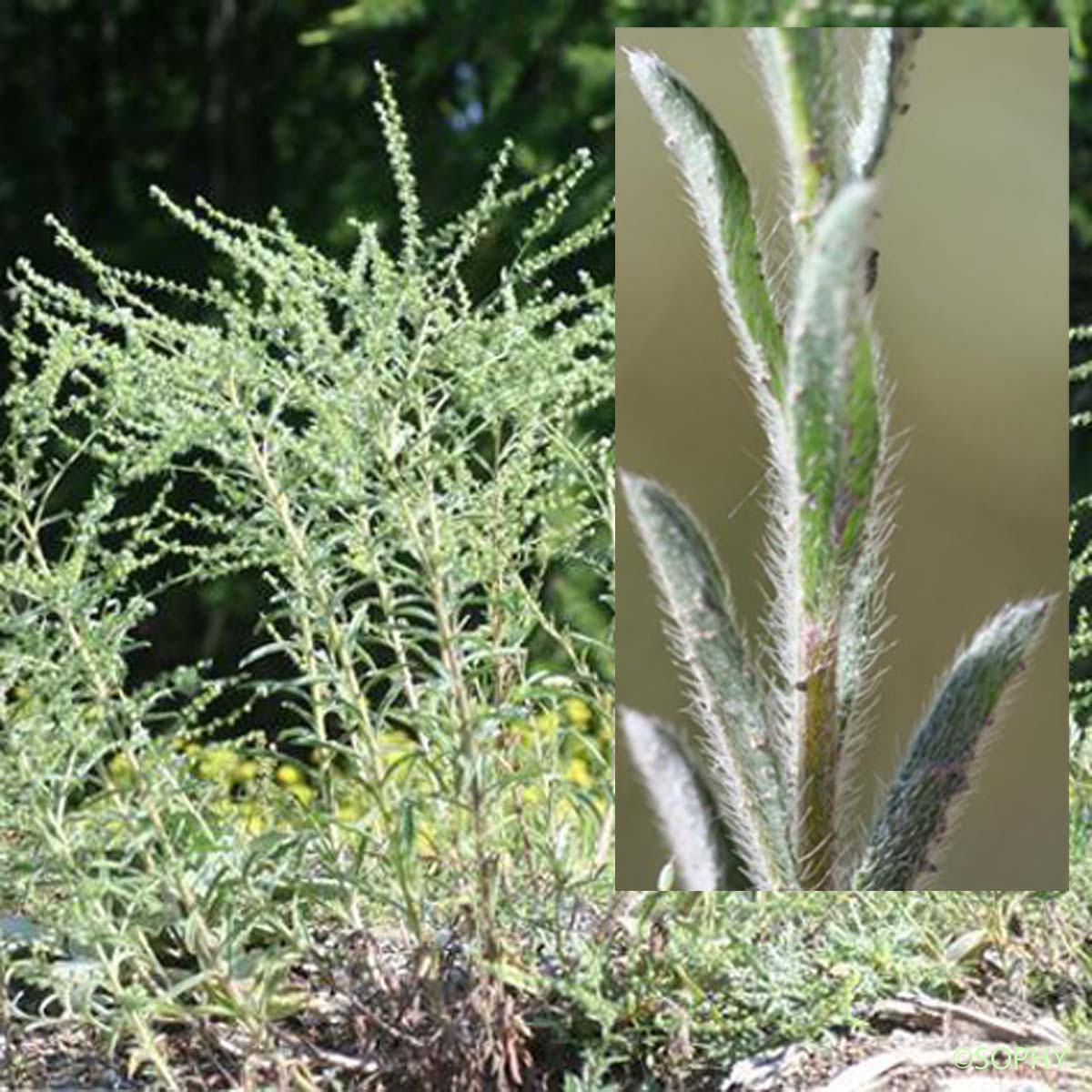 Bardanette hérissée - Lappula squarrosa