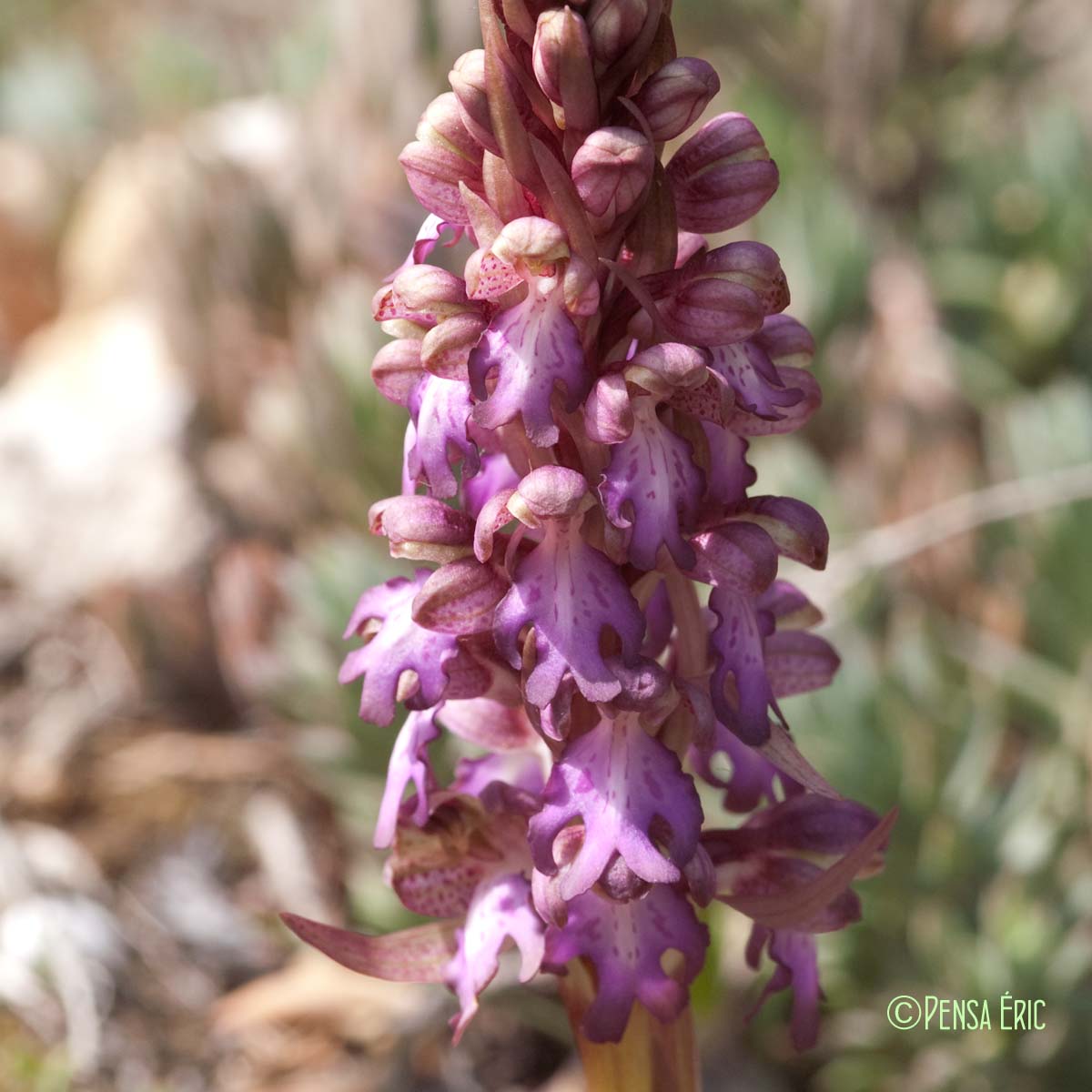 Barlie de Robert - Himantoglossum robertianum