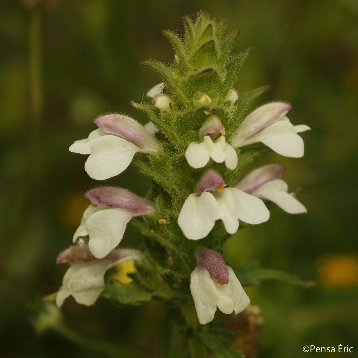 Bartsie - Bartsia trixago