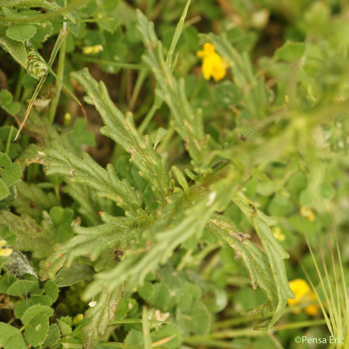 Bartsie - Bellardia trixago