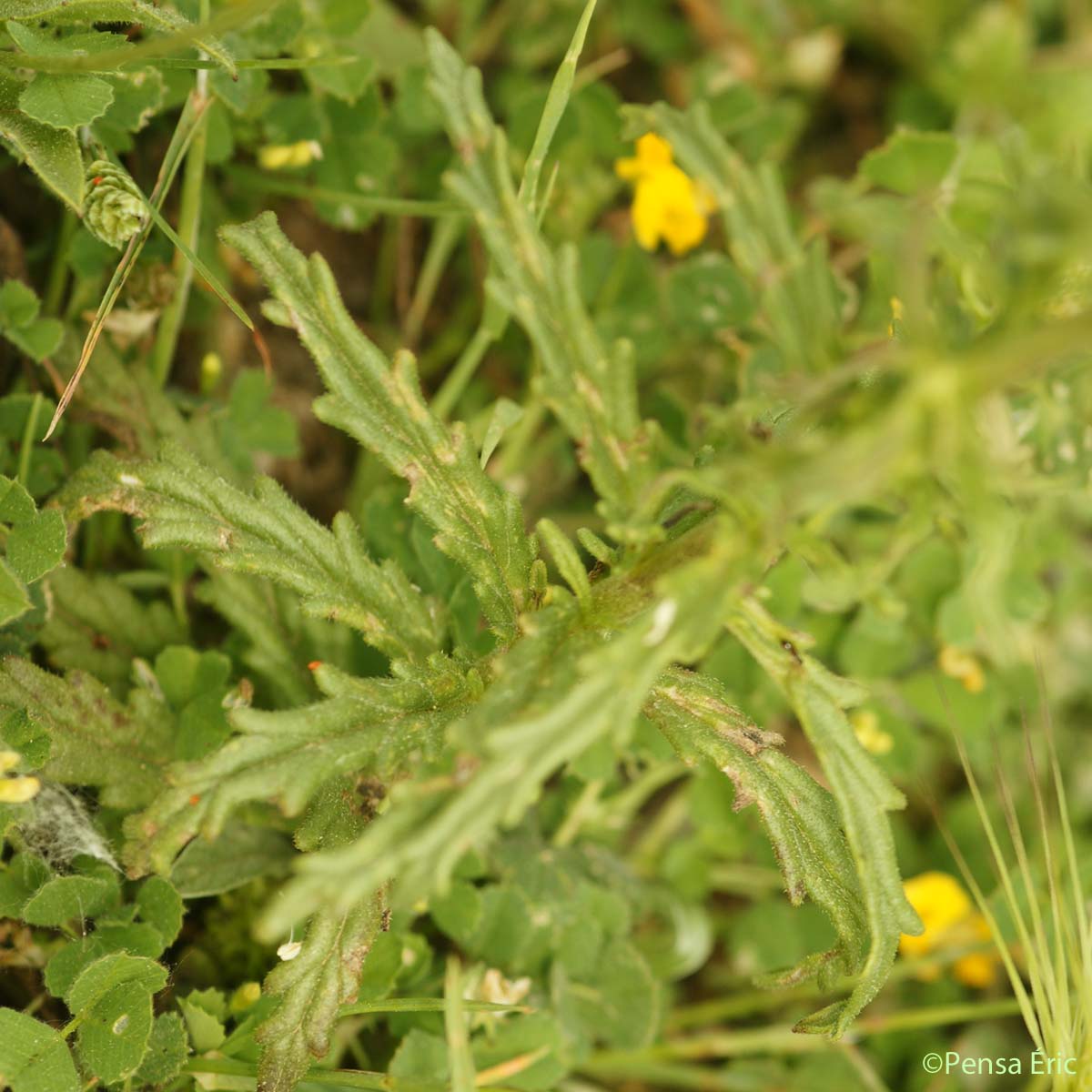 Bartsie - Bartsia trixago