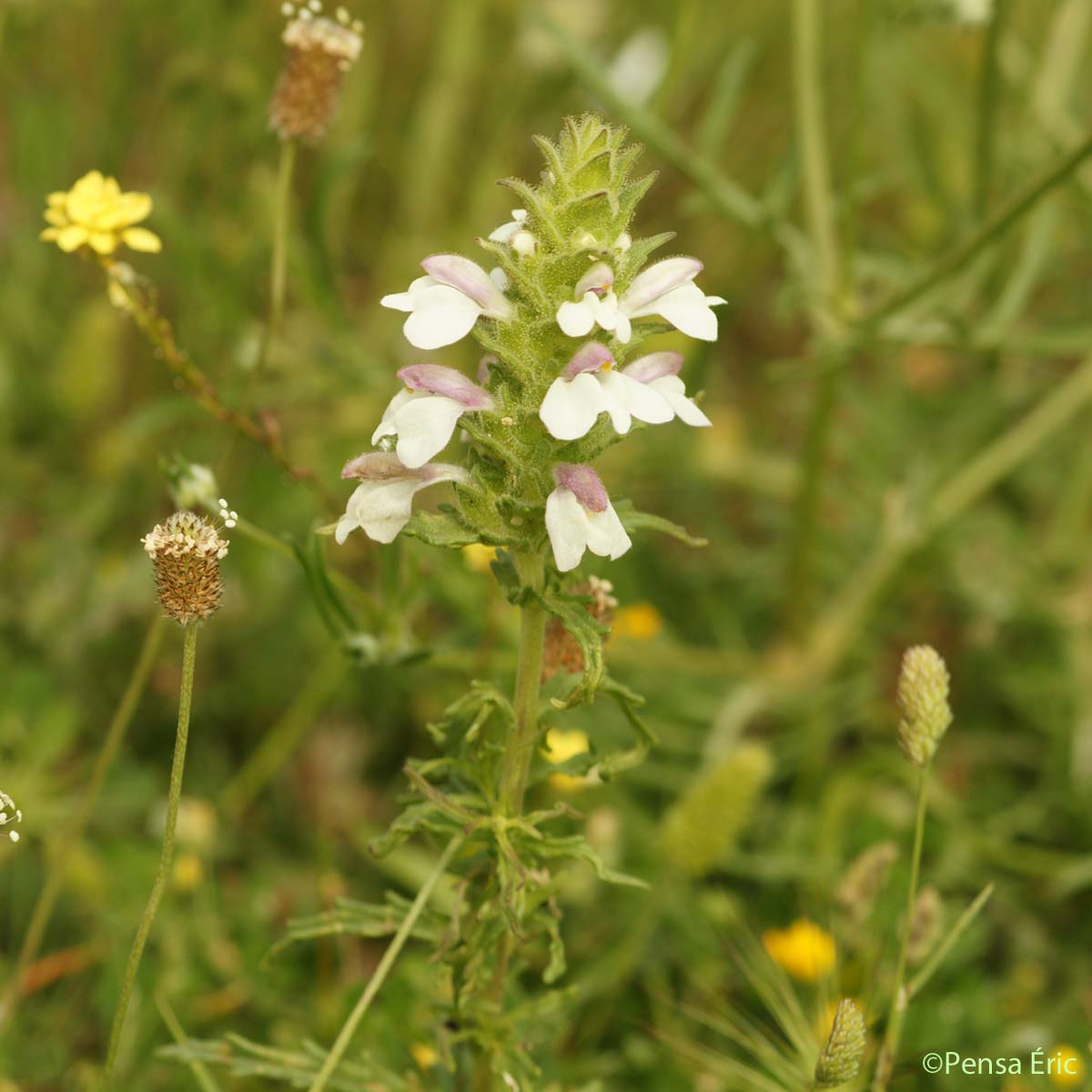 Bartsie - Bartsia trixago