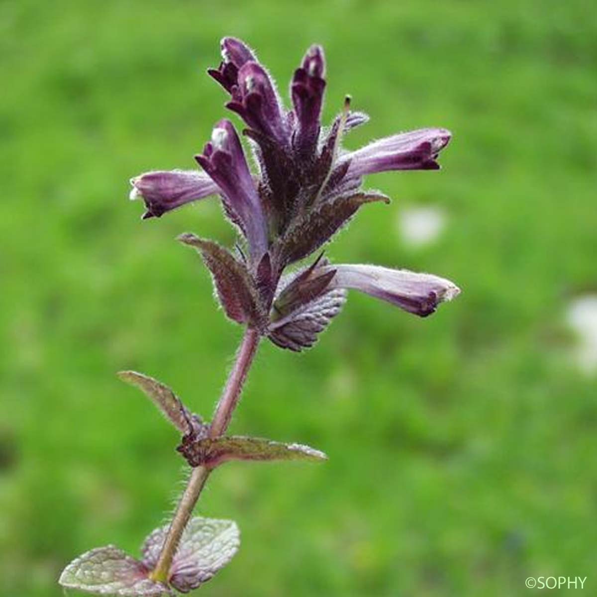 Bartsie des Alpes - Bartsia alpina