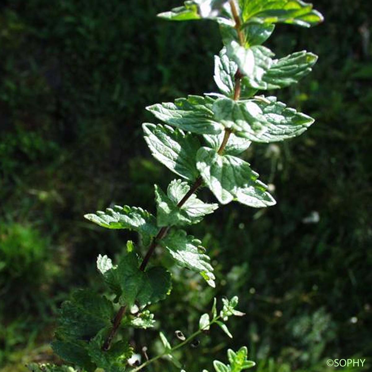 Bartsie des Alpes - Bartsia alpina