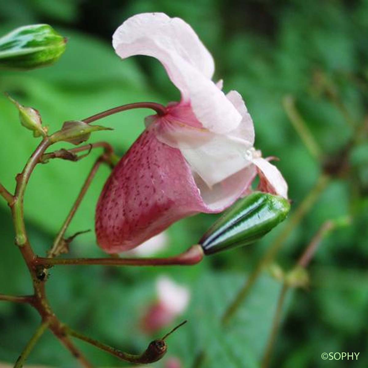 Balsamine de l'Himalaya - Impatiens glandulifera