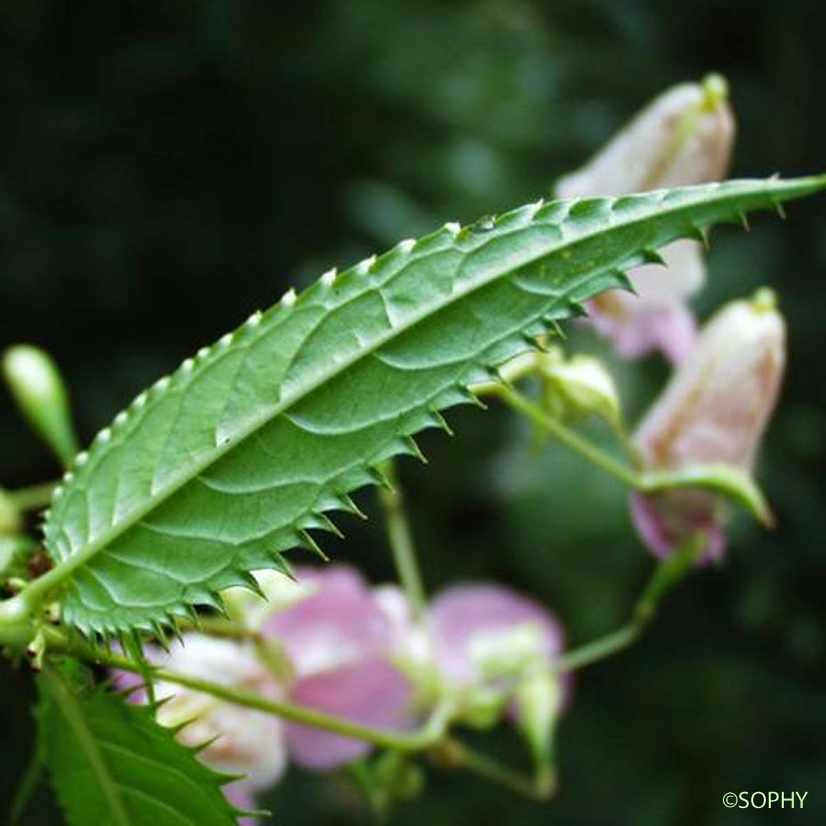 Balsamine de l'Himalaya - Impatiens glandulifera