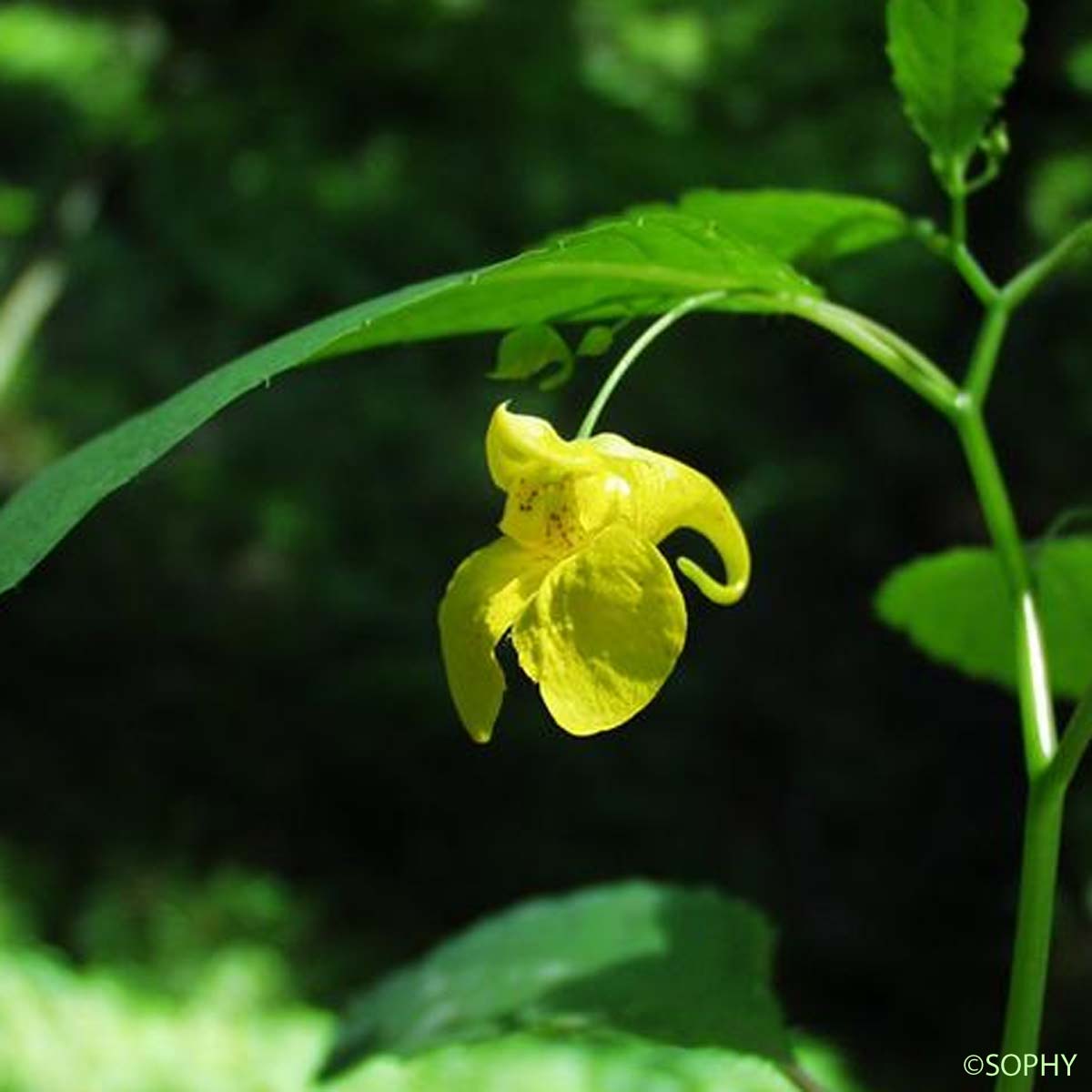 Balsamine des bois - Impatiens noli-tangere