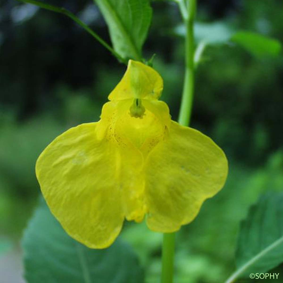 Balsamine des bois - Impatiens noli-tangere