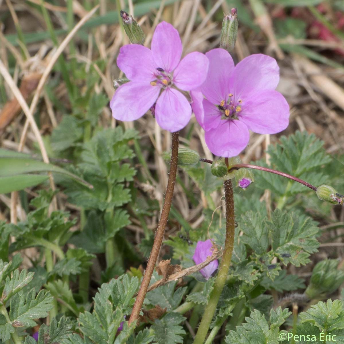 Bec-de-grue acaule - Erodium acaule