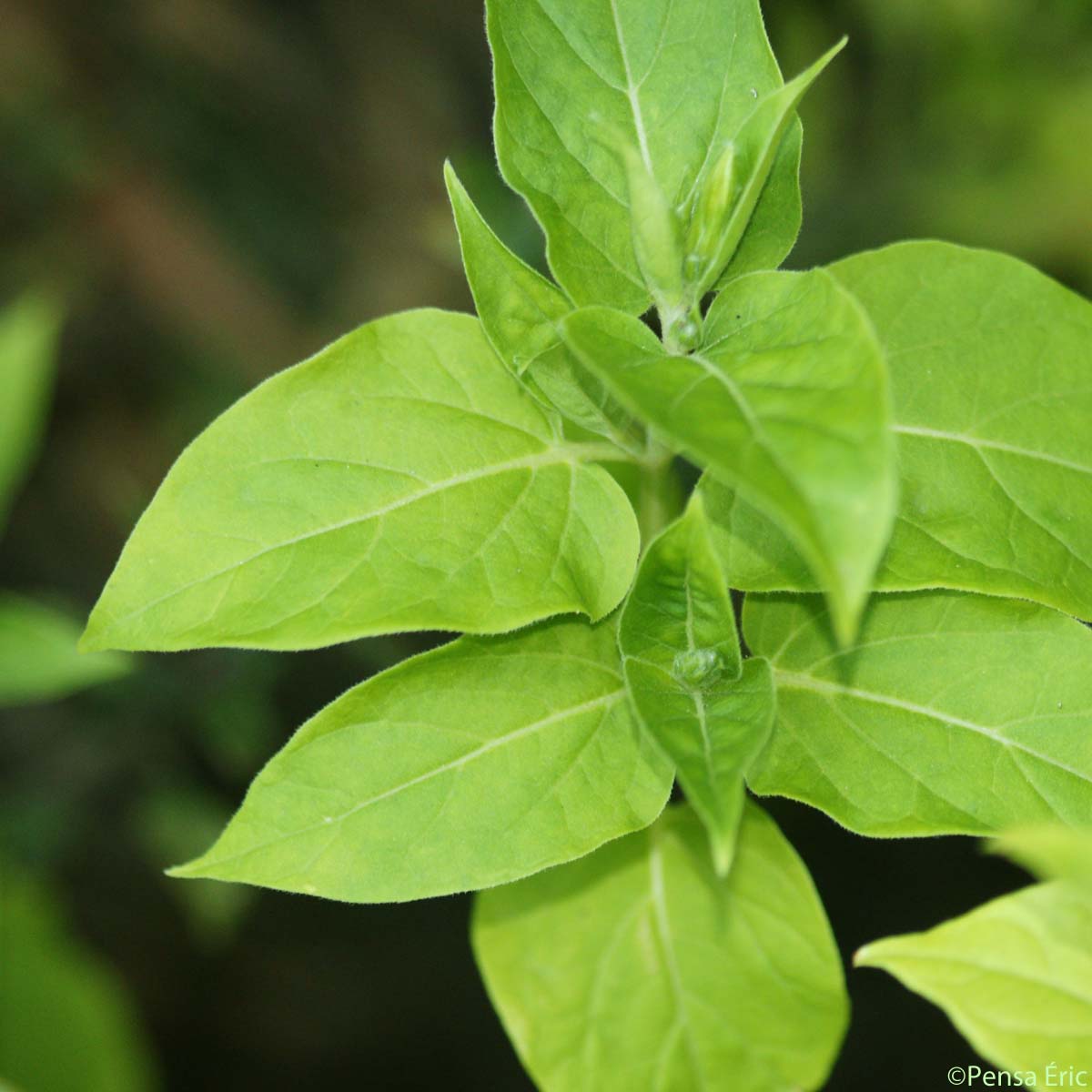 Belle-de-nuit - Mirabilis jalapa