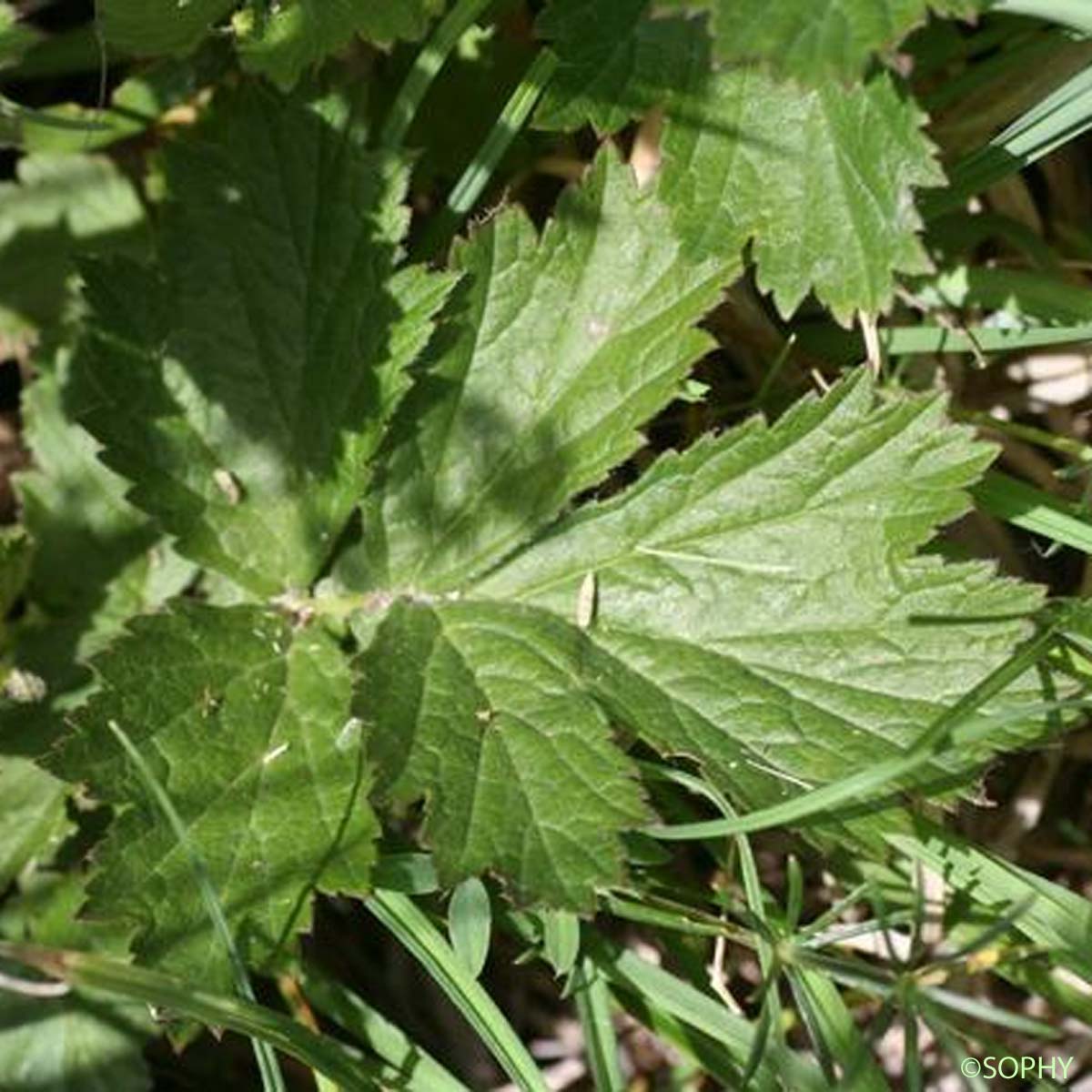 Benoîte aquatique - Geum rivale