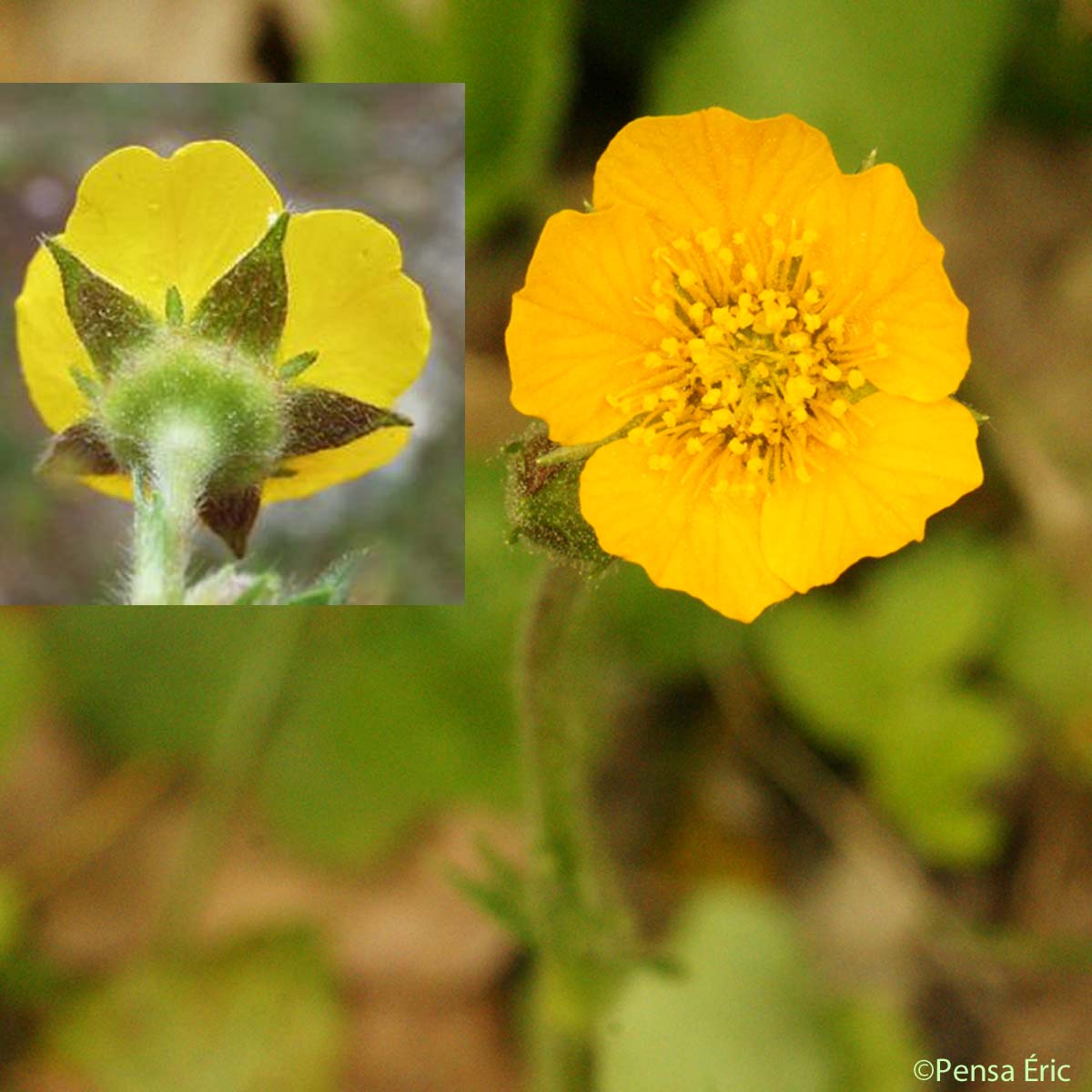 Benoîte des bois - Geum sylvaticum