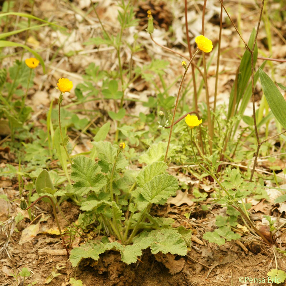 Benoîte des bois - Geum sylvaticum