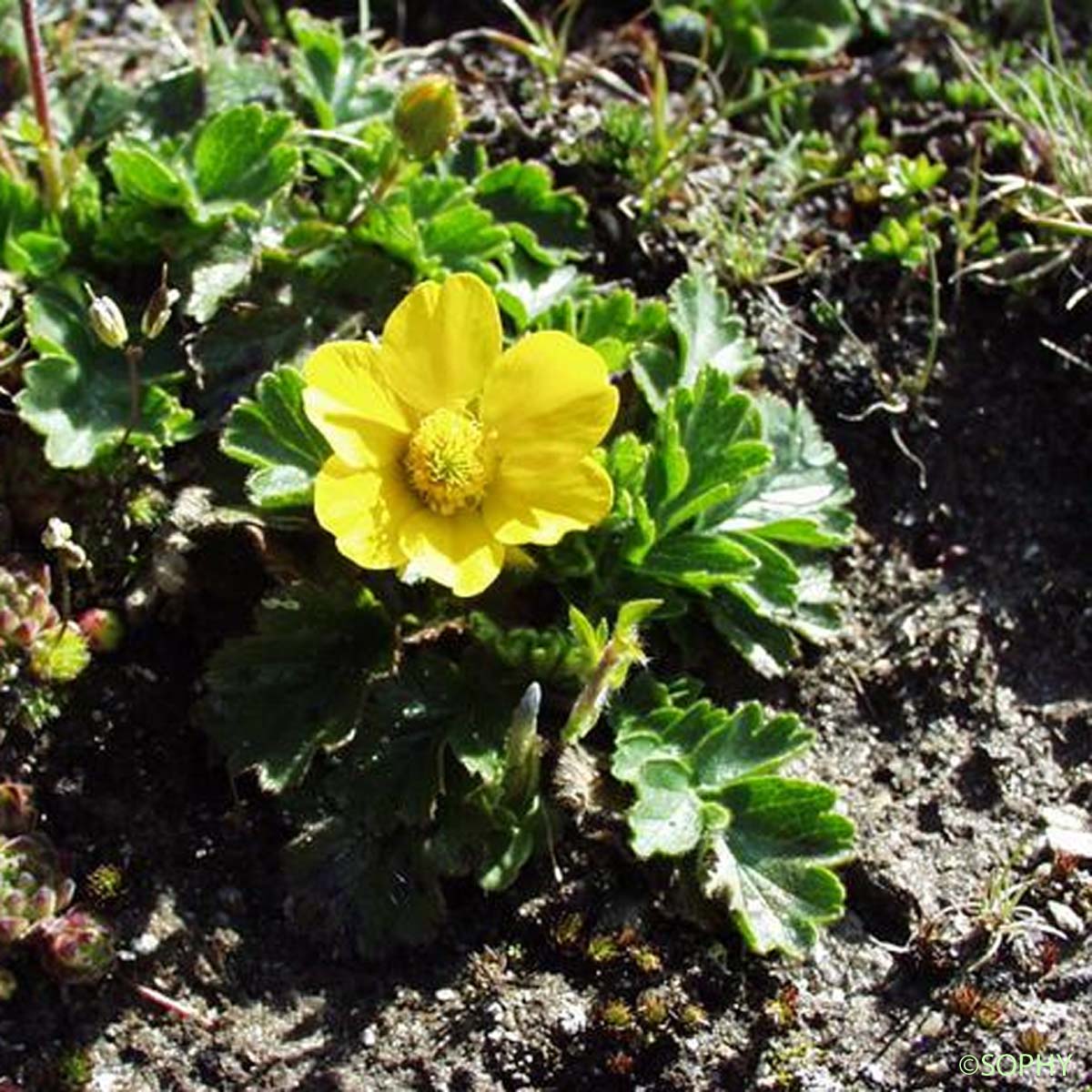 Benoîte des montagnes - Geum montanum