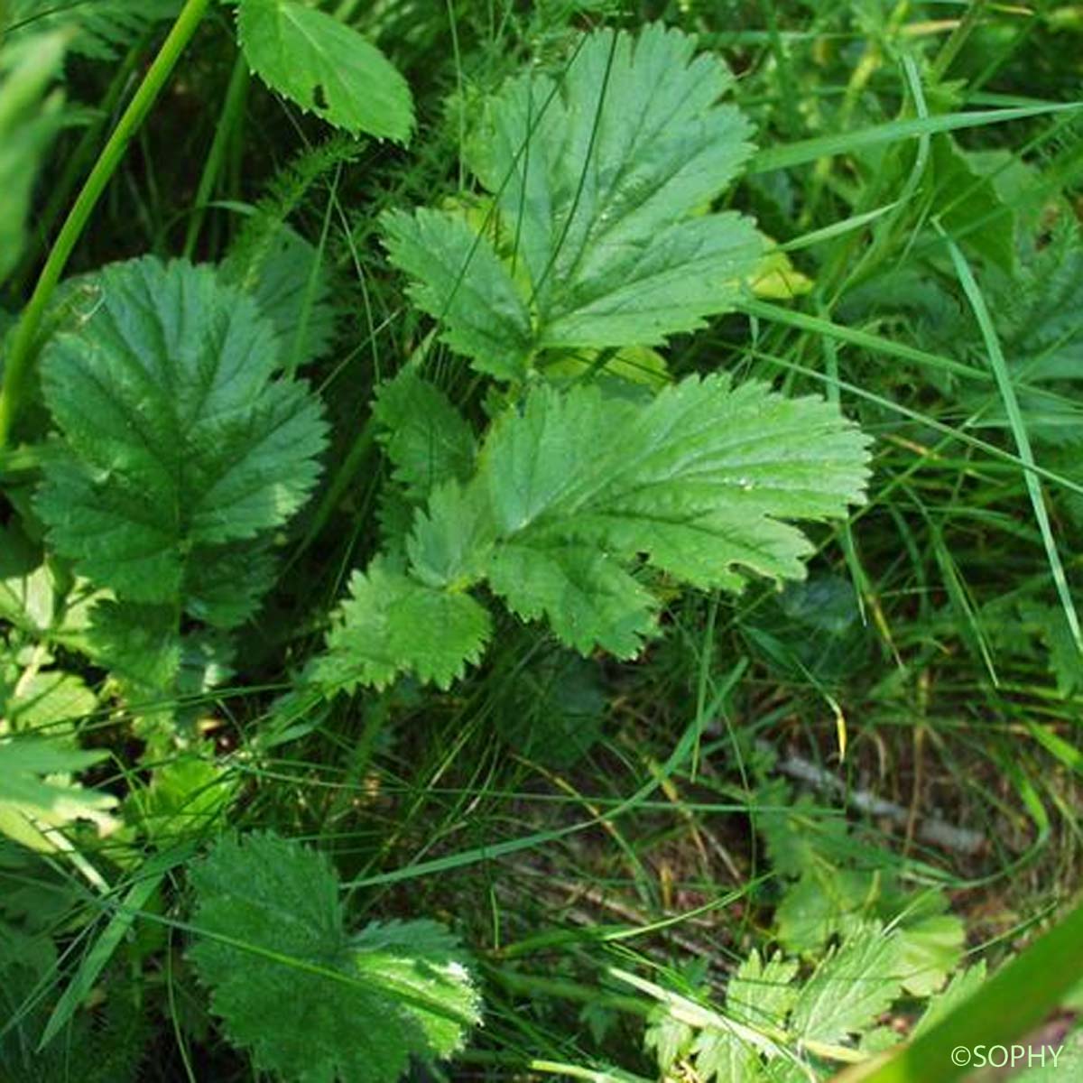 Benoîte des montagnes - Geum montanum