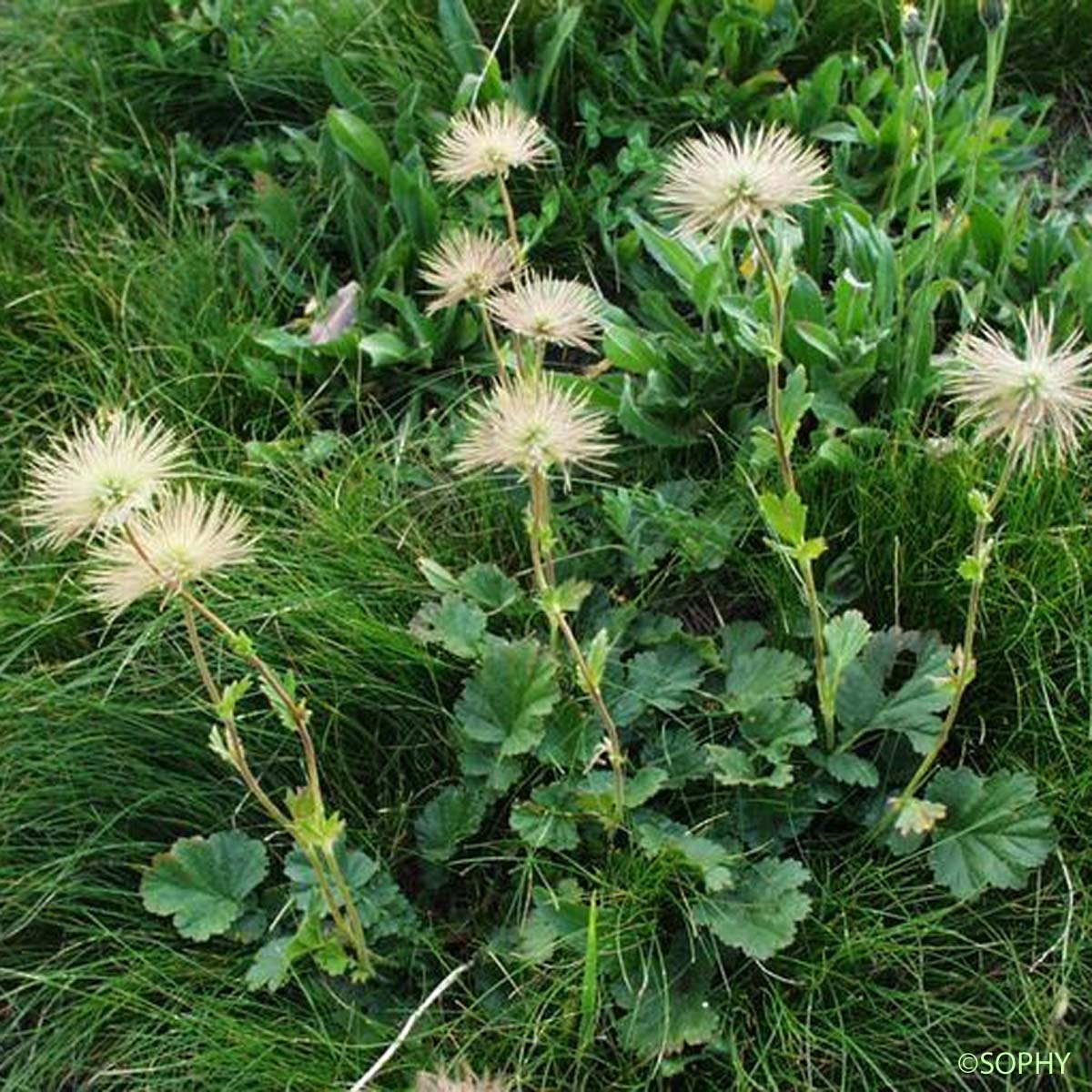 Benoîte des montagnes - Geum montanum