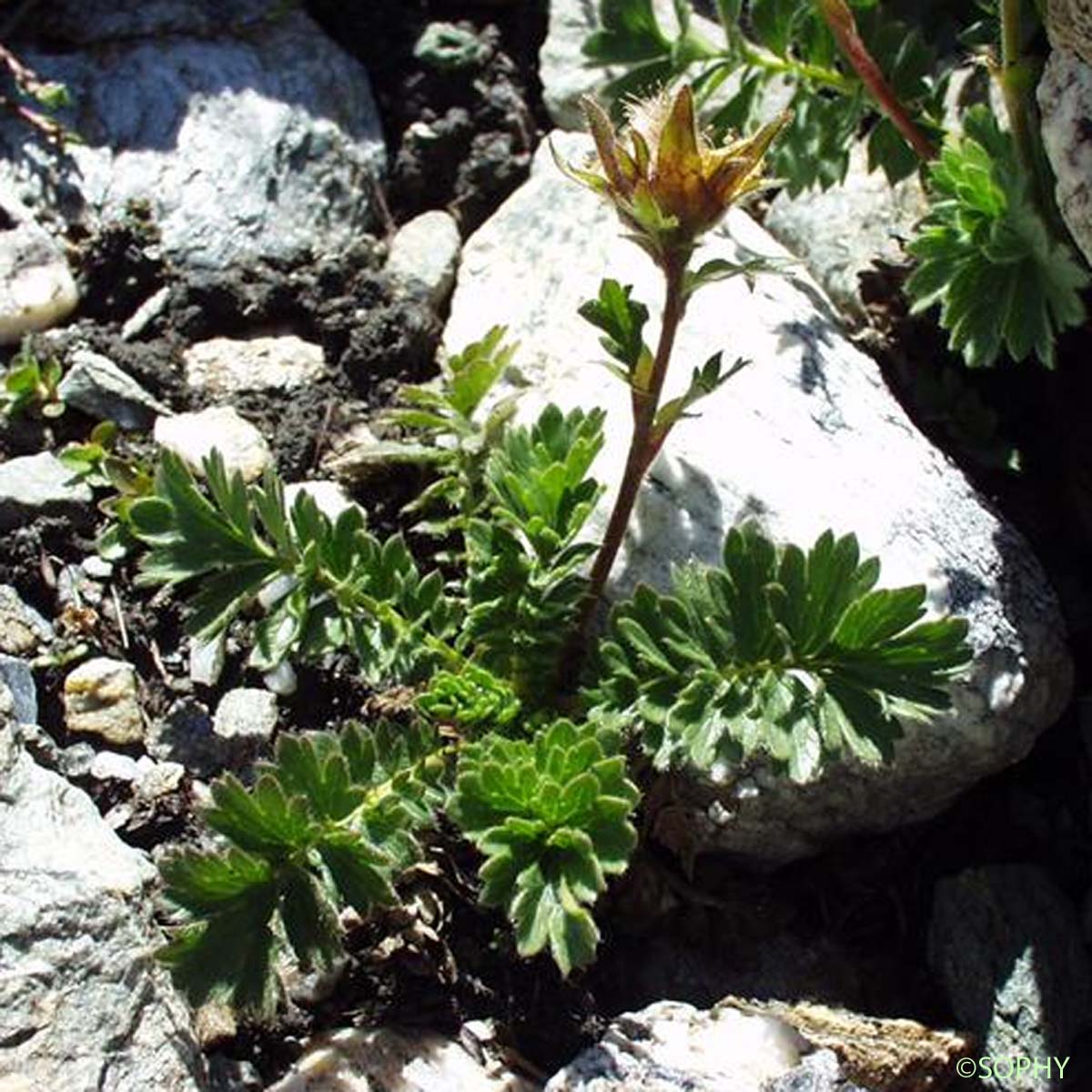 Benoîte rampante - Geum reptans