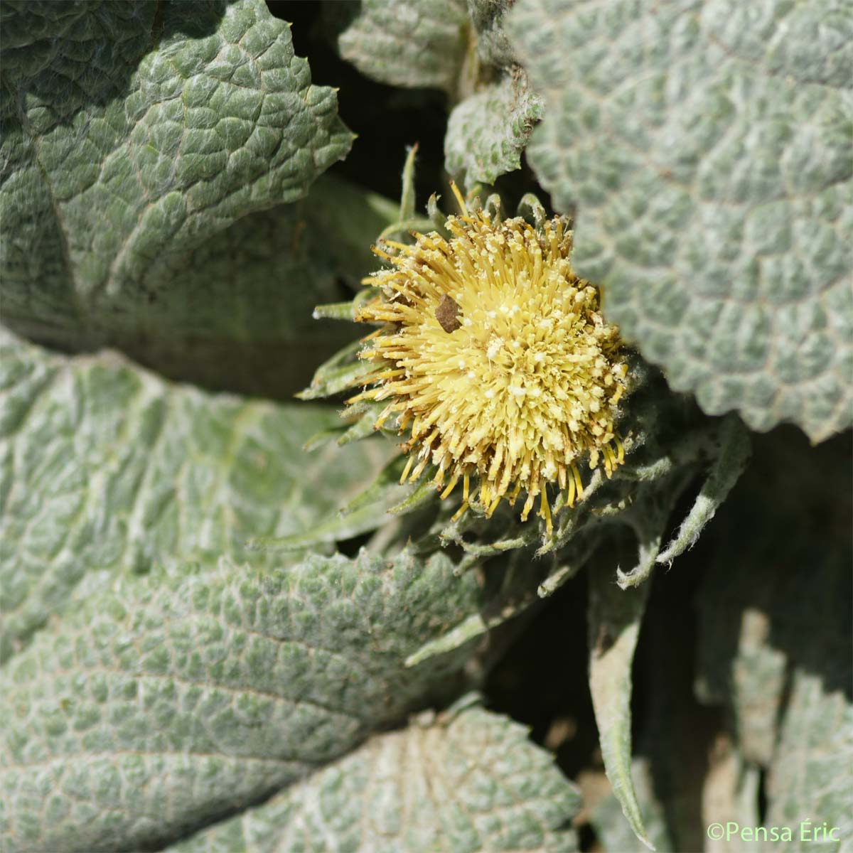 Bérardie laineuse - Berardia lanuginosa