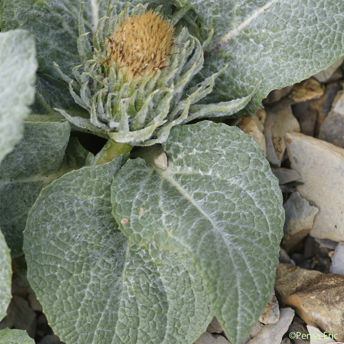 Bérardie laineuse - Berardia lanuginosa