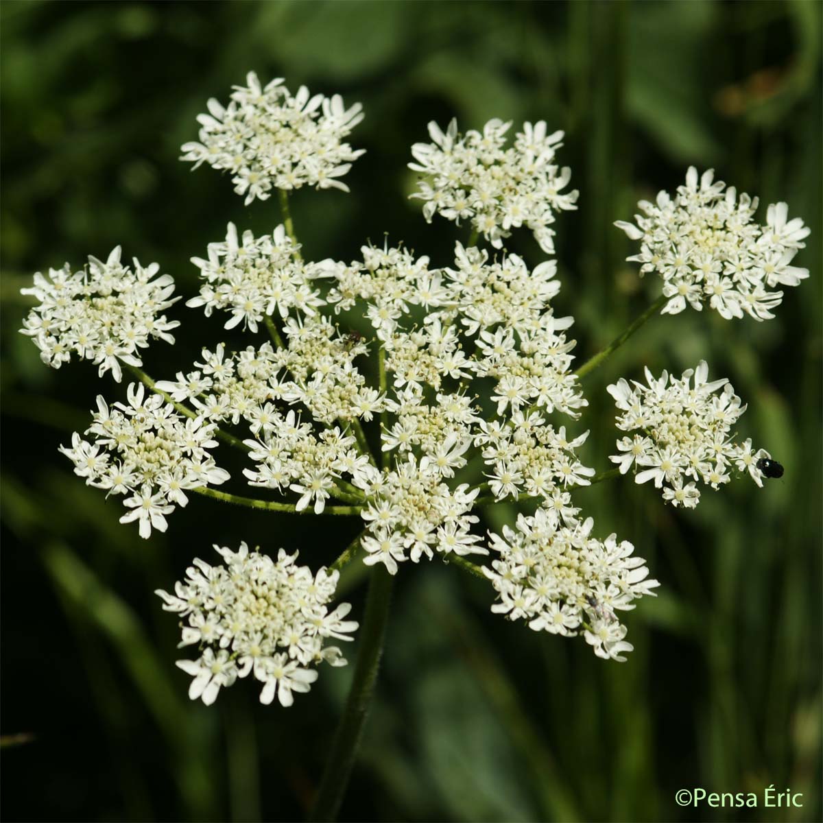 Berce commune - Heracleum sphondylium subsp. sphondylium