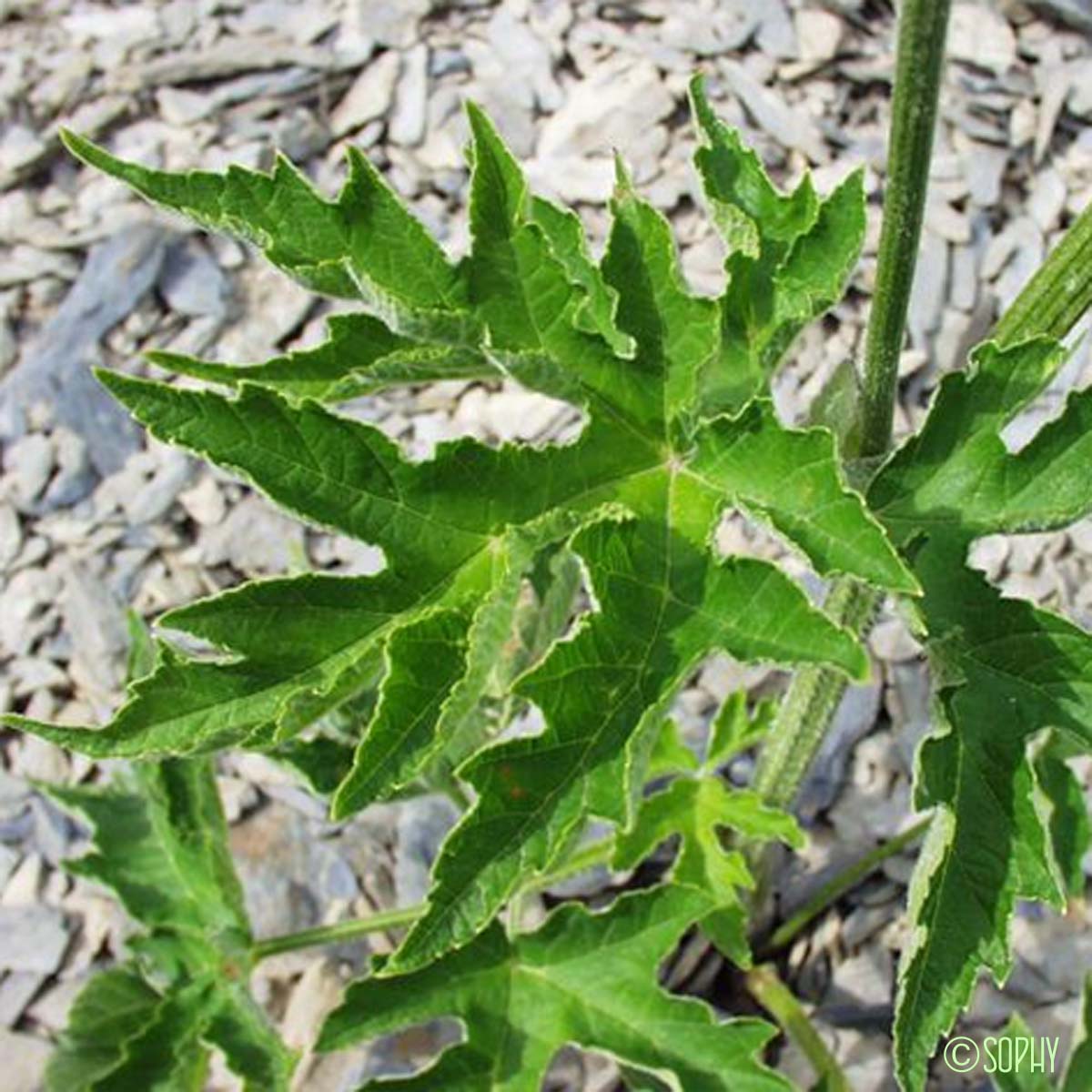 Berce de Pollini - Heracleum pyrenaicum