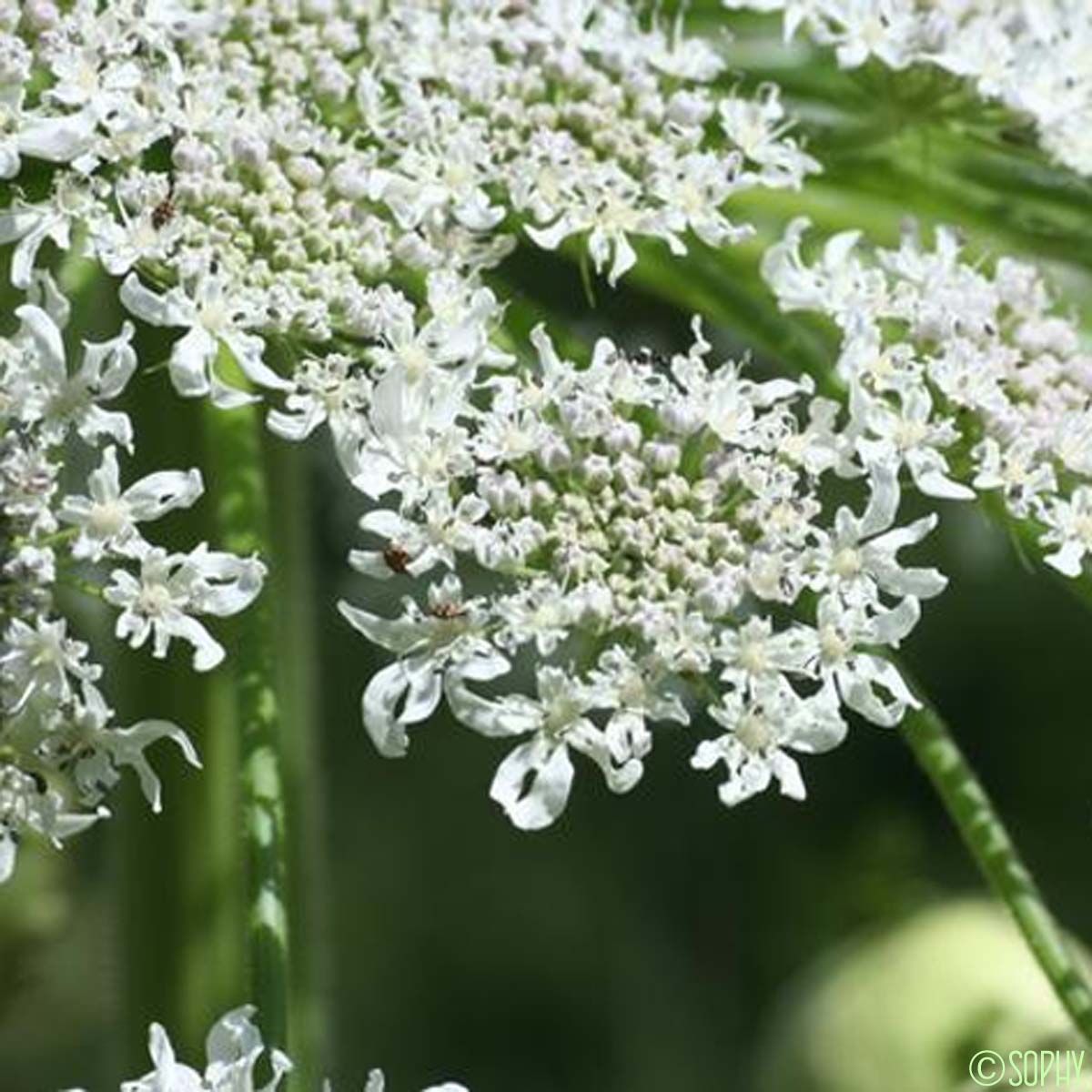 Berce du Caucase - Heracleum mantegazzianum