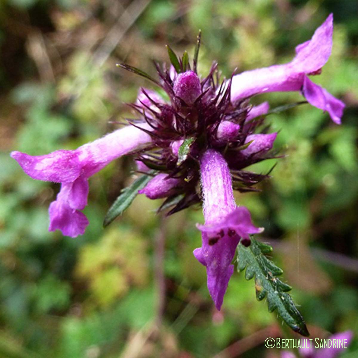 Bétoine officinale - Betonica officinalis