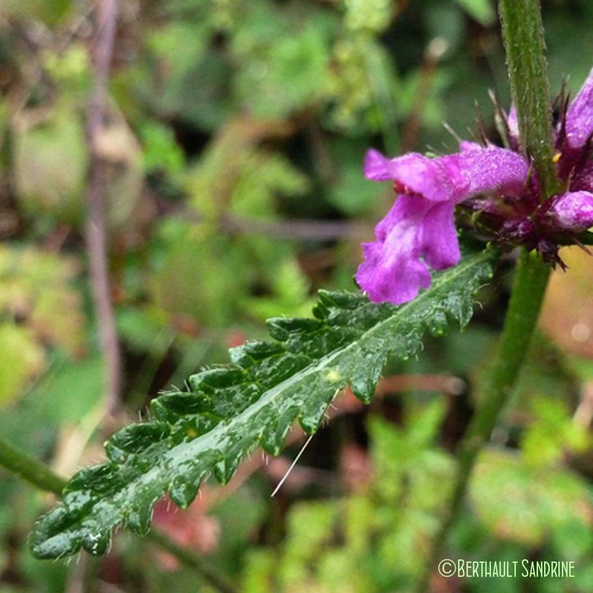 Bétoine officinale - Betonica officinalis subsp. officinalis