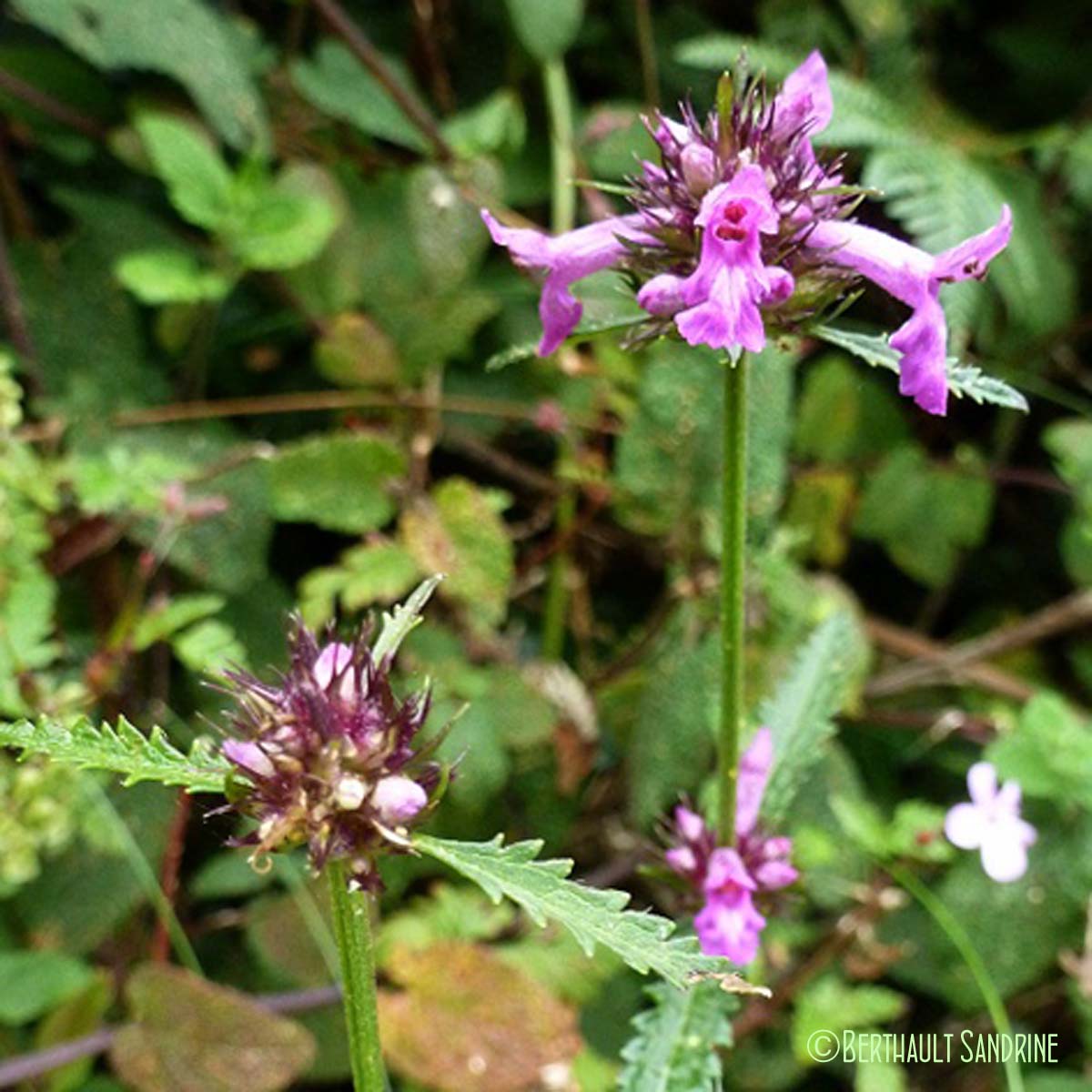 Bétoine officinale - Betonica officinalis