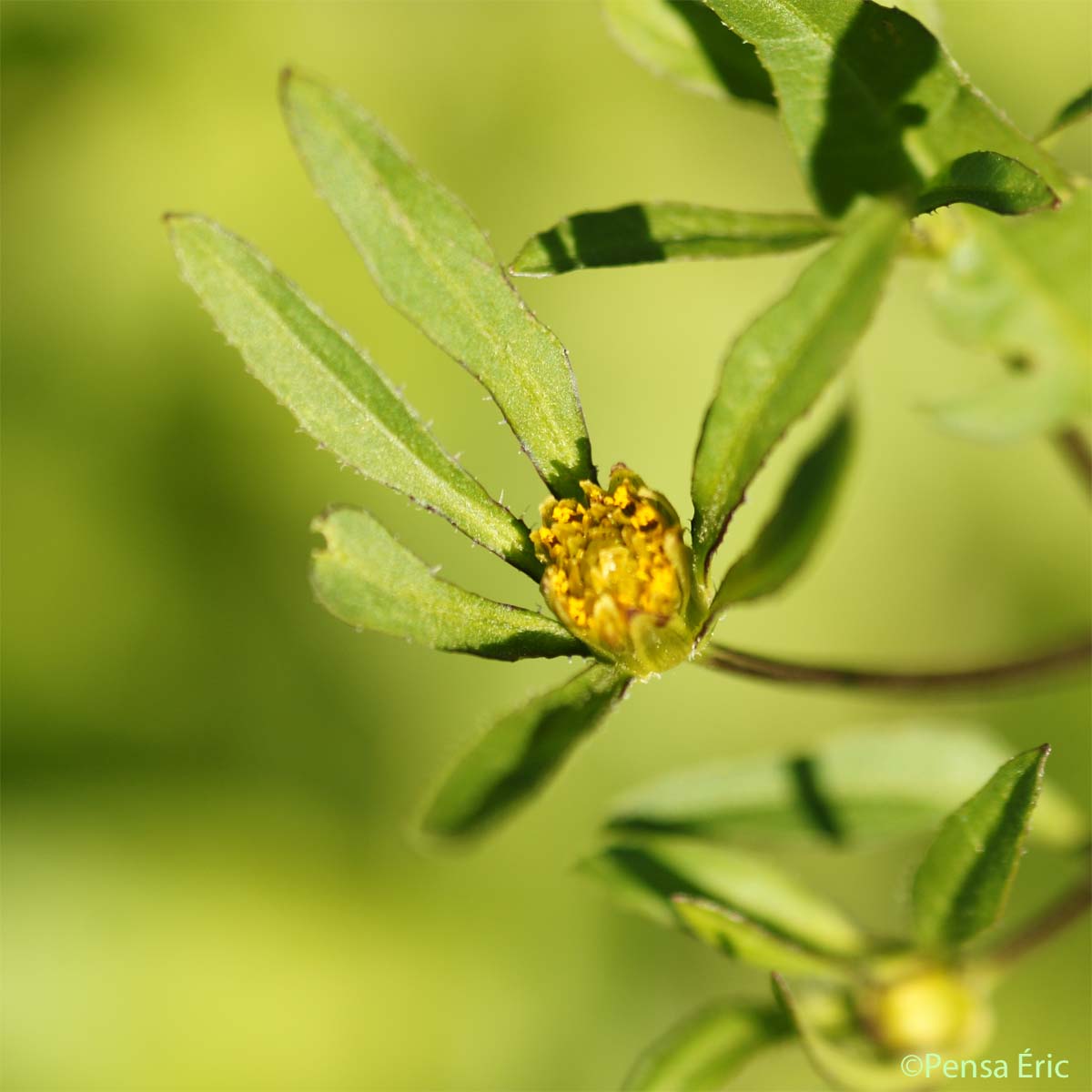 Bident à fruits noirs - Bidens frondosa