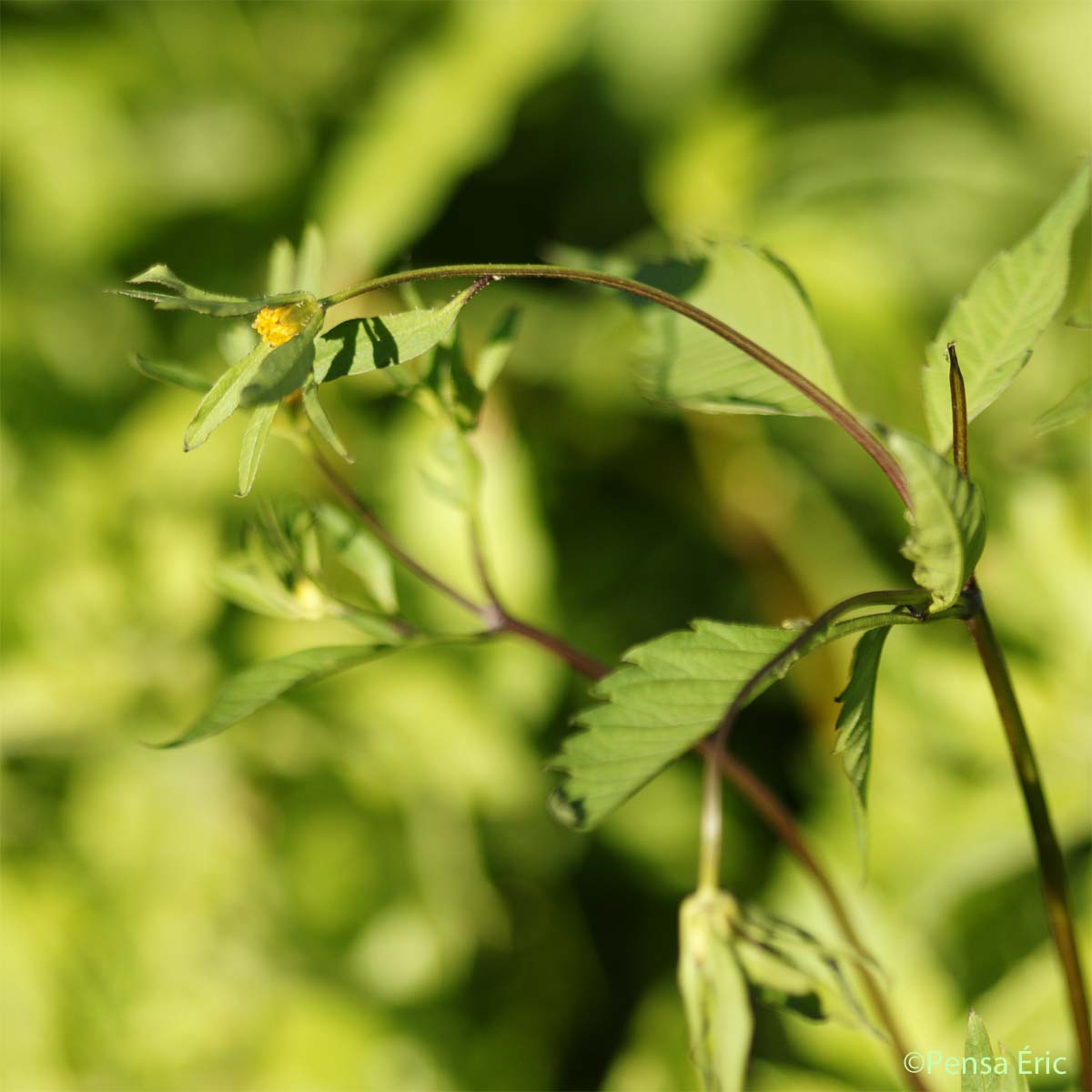 Bident à fruits noirs - Bidens frondosa