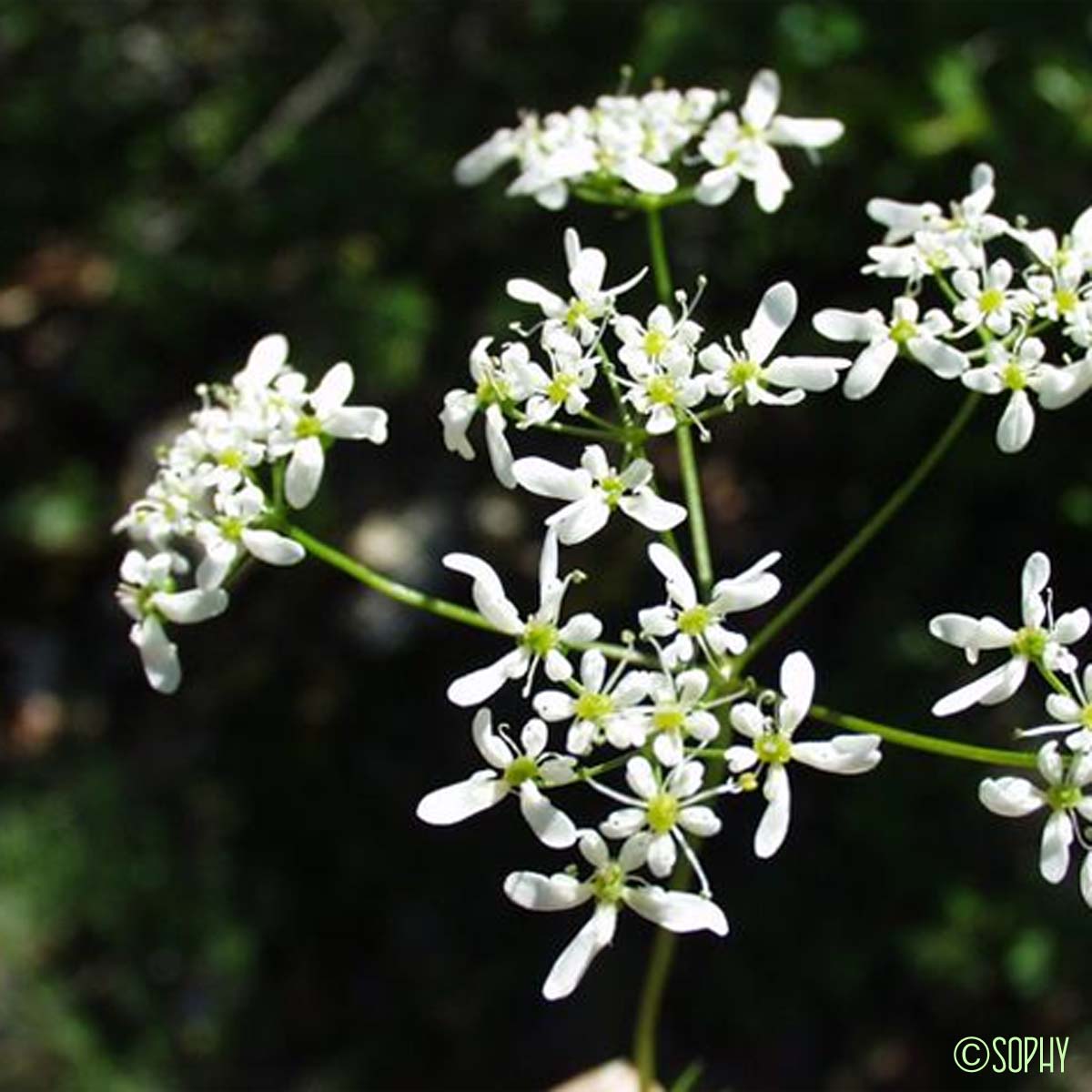 Bifora rayonnant - Bifora radians