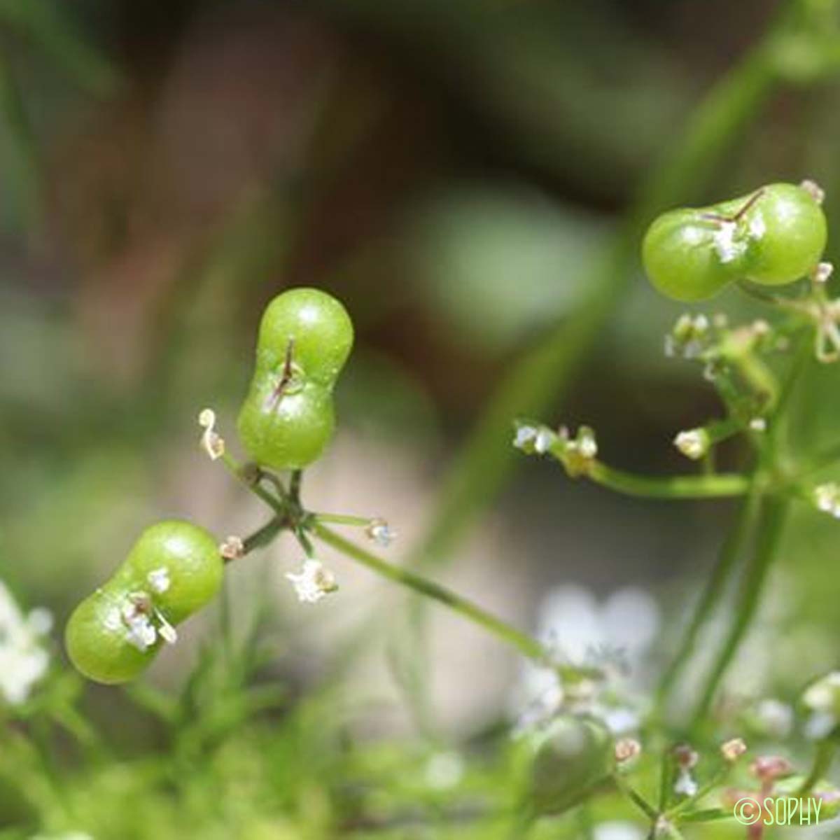 Bifora rayonnant - Bifora radians