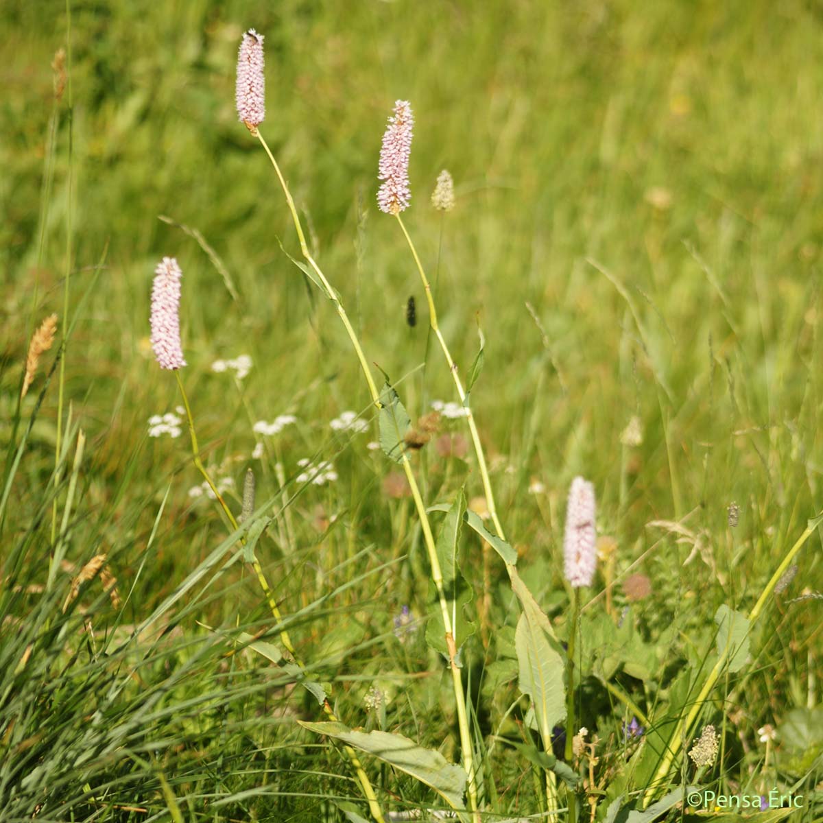 Bistorte - Bistorta officinalis