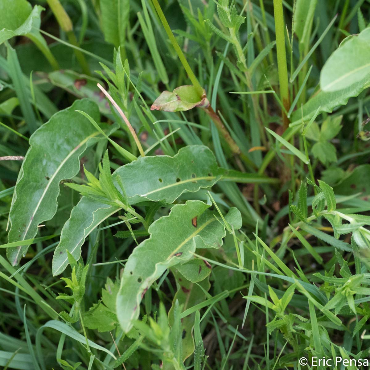 Bistorte - Bistorta officinalis