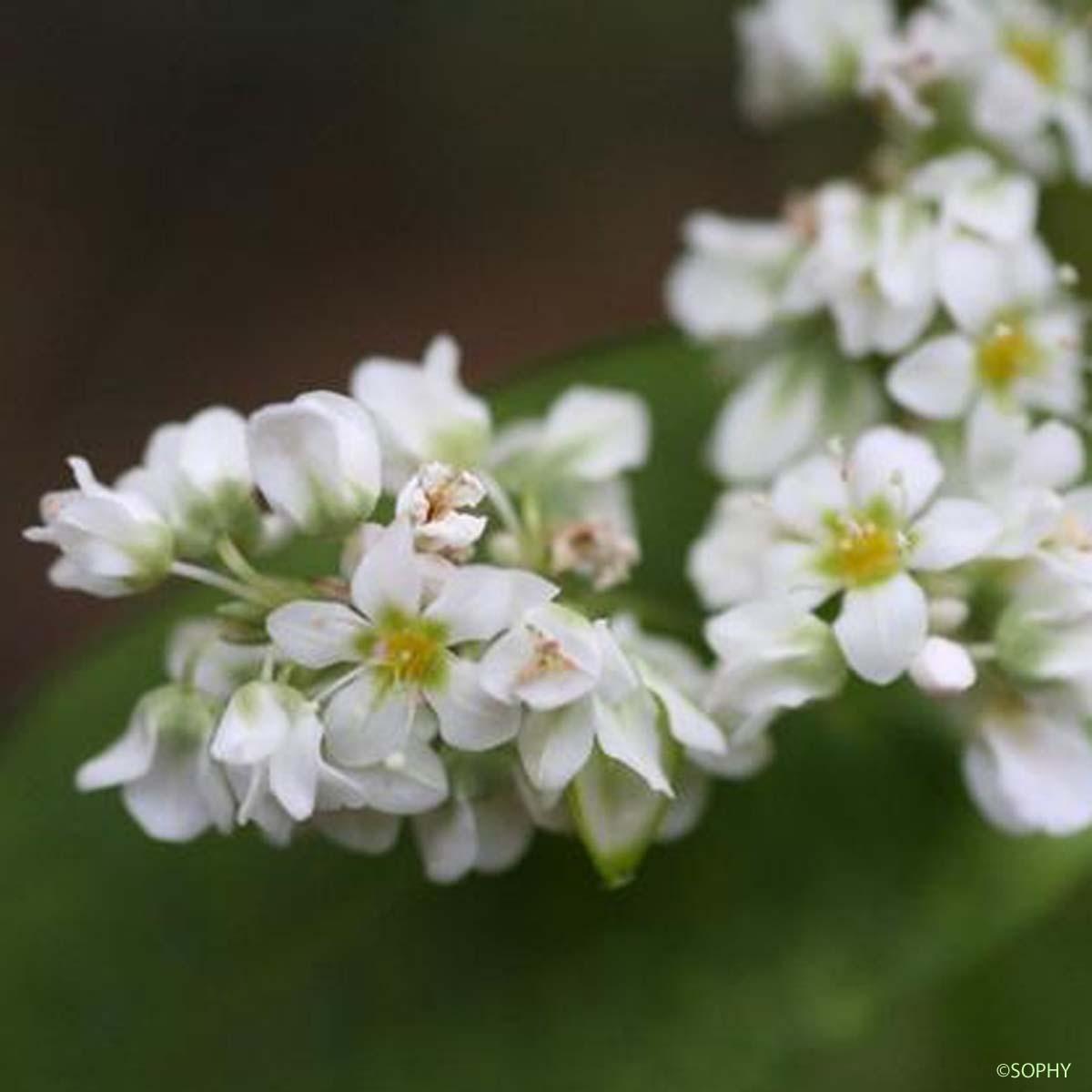 Blé noir - Fagopyrum esculentum