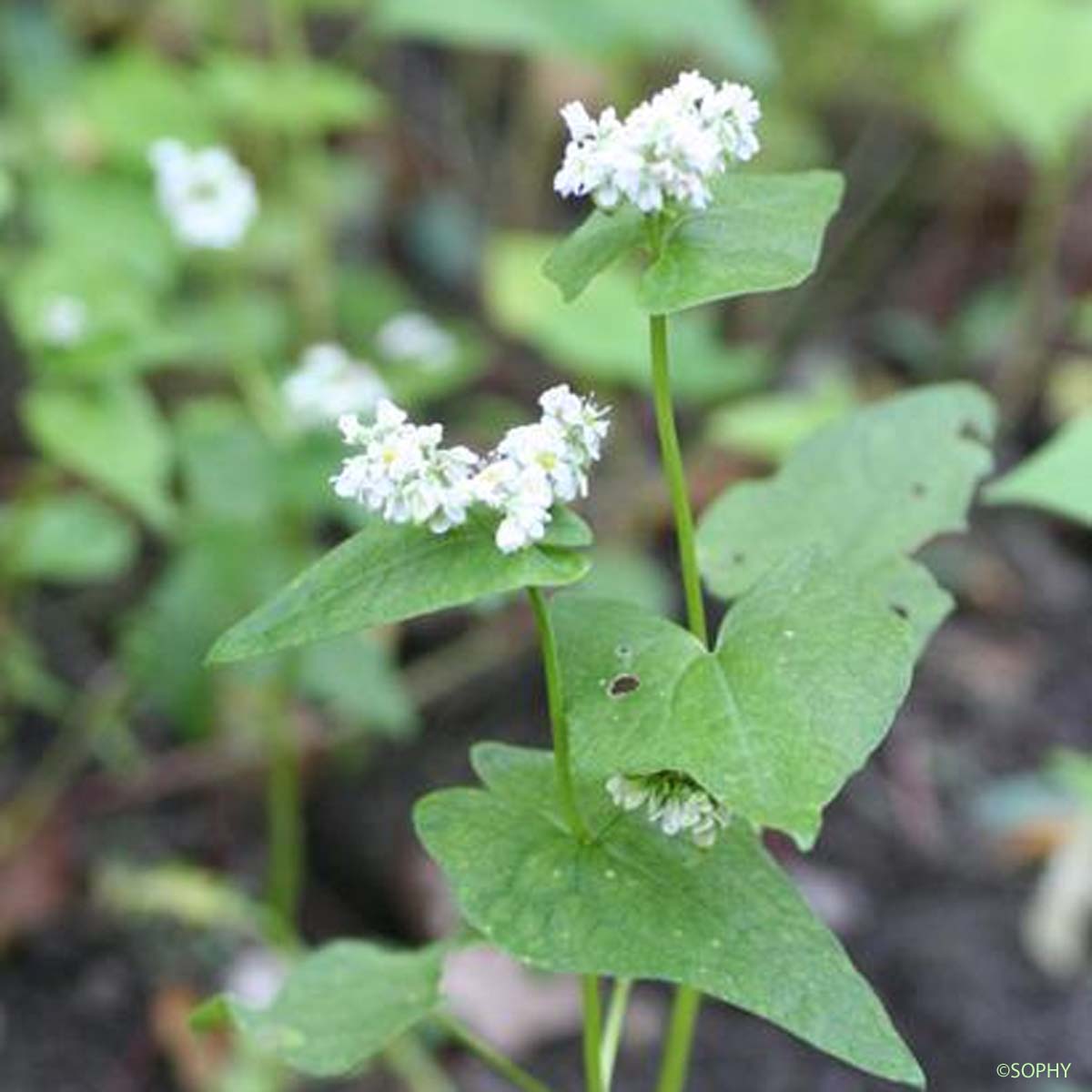 Blé noir - Fagopyrum esculentum