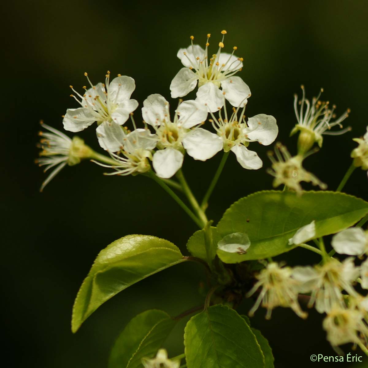 Cerisier de sainte Lucie - Prunus mahaleb