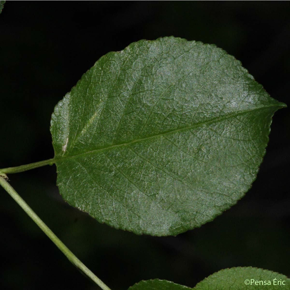 Cerisier de sainte Lucie - Prunus mahaleb