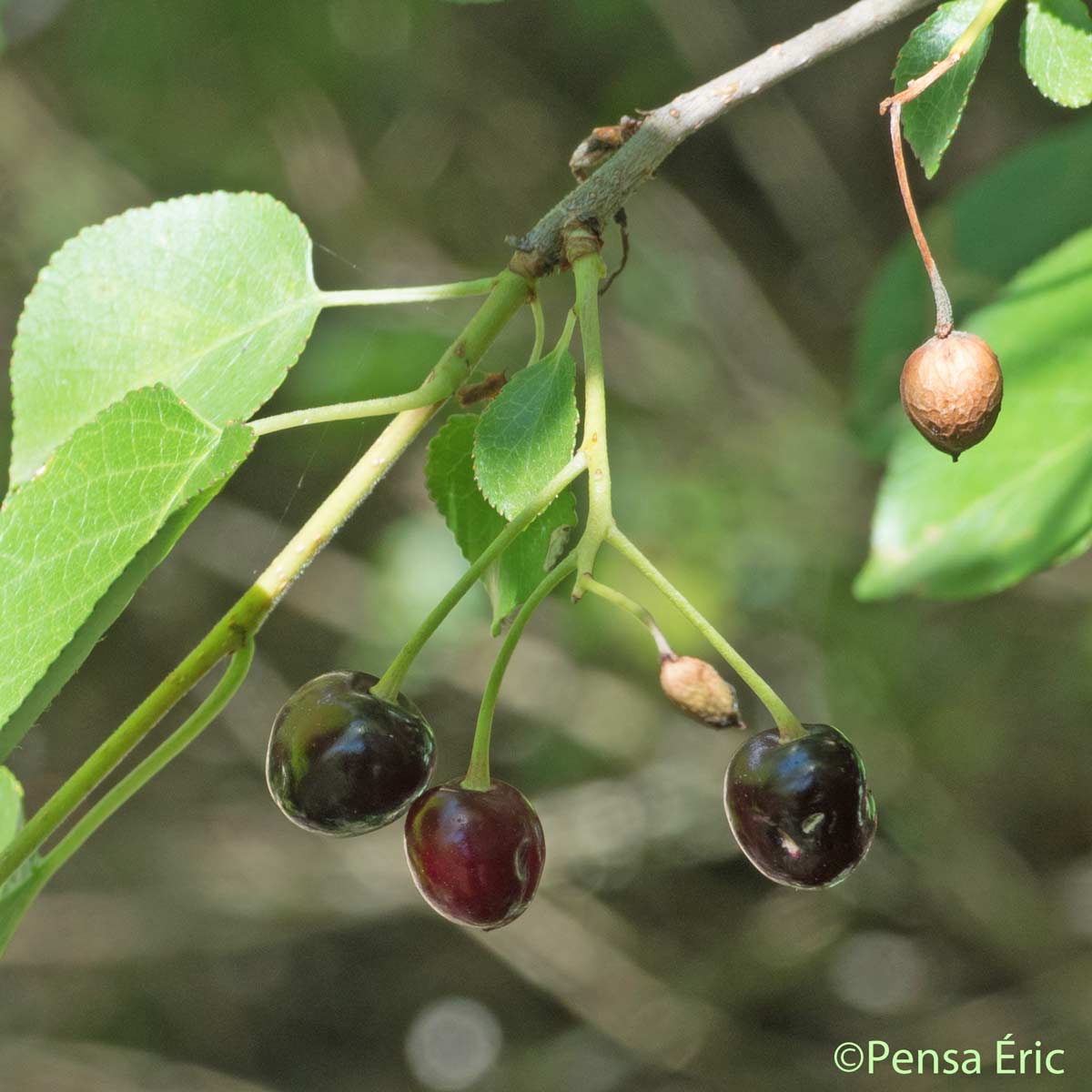 Cerisier de sainte Lucie - Prunus mahaleb