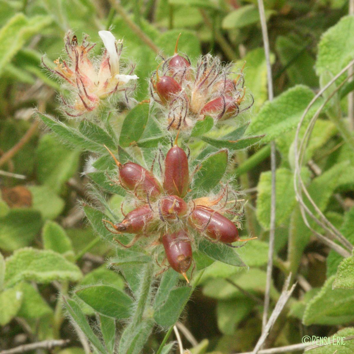 Bonjeanie hirsute - Lotus hirsutus