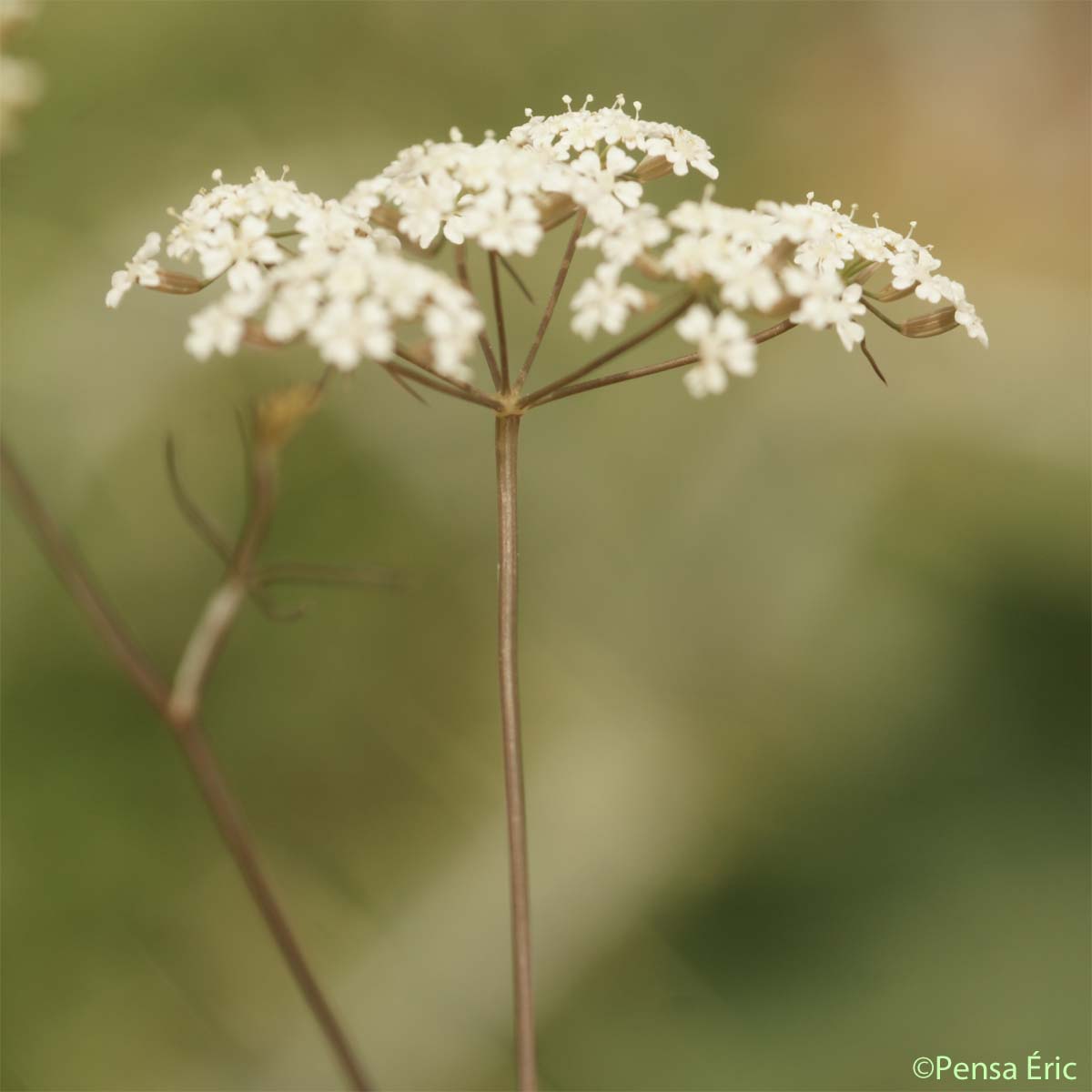 Boucage saxifrage - Pimpinella saxifraga subsp. saxifraga