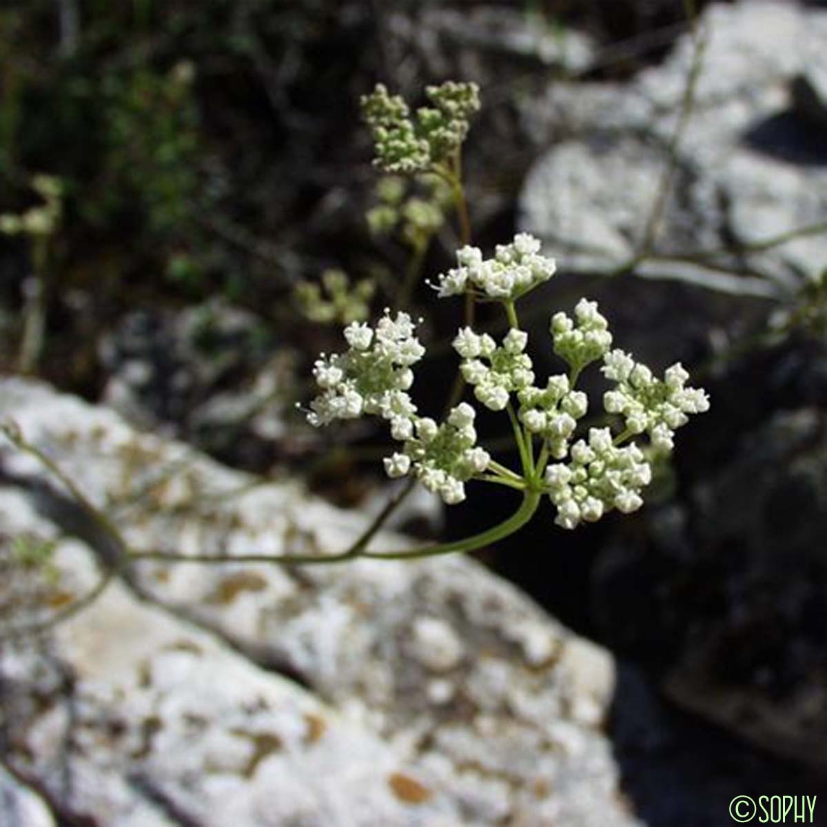 Boucage Tragium - Pimpinella tragium