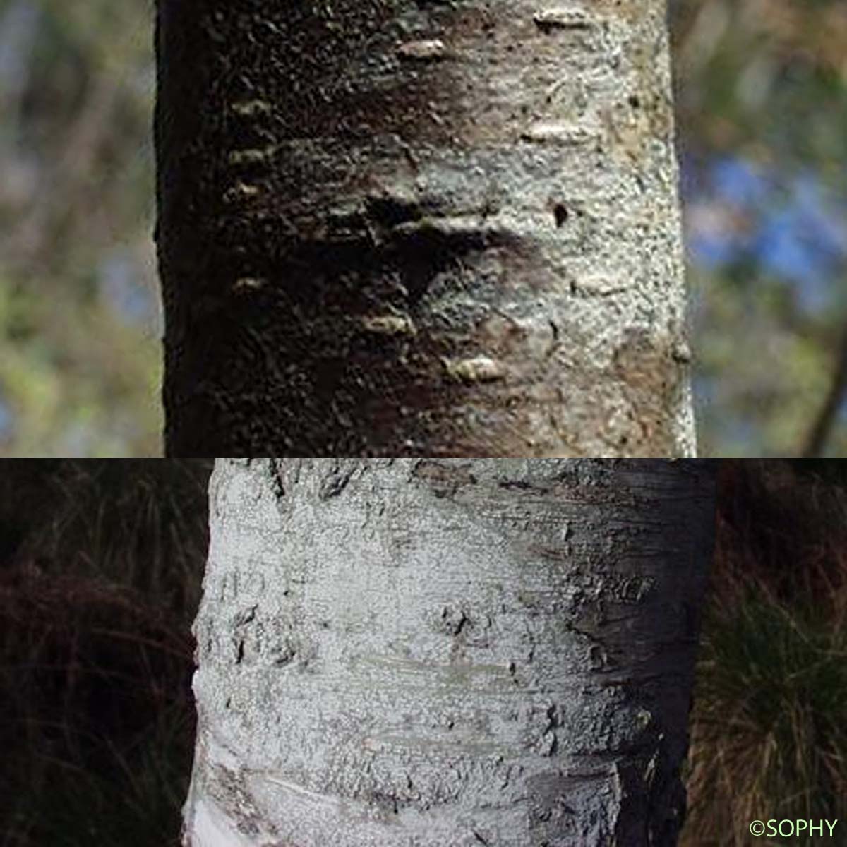 Bouleau blanc - Betula pubescens