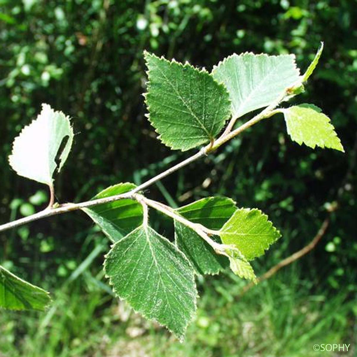 Bouleau pendant - Betula pendula